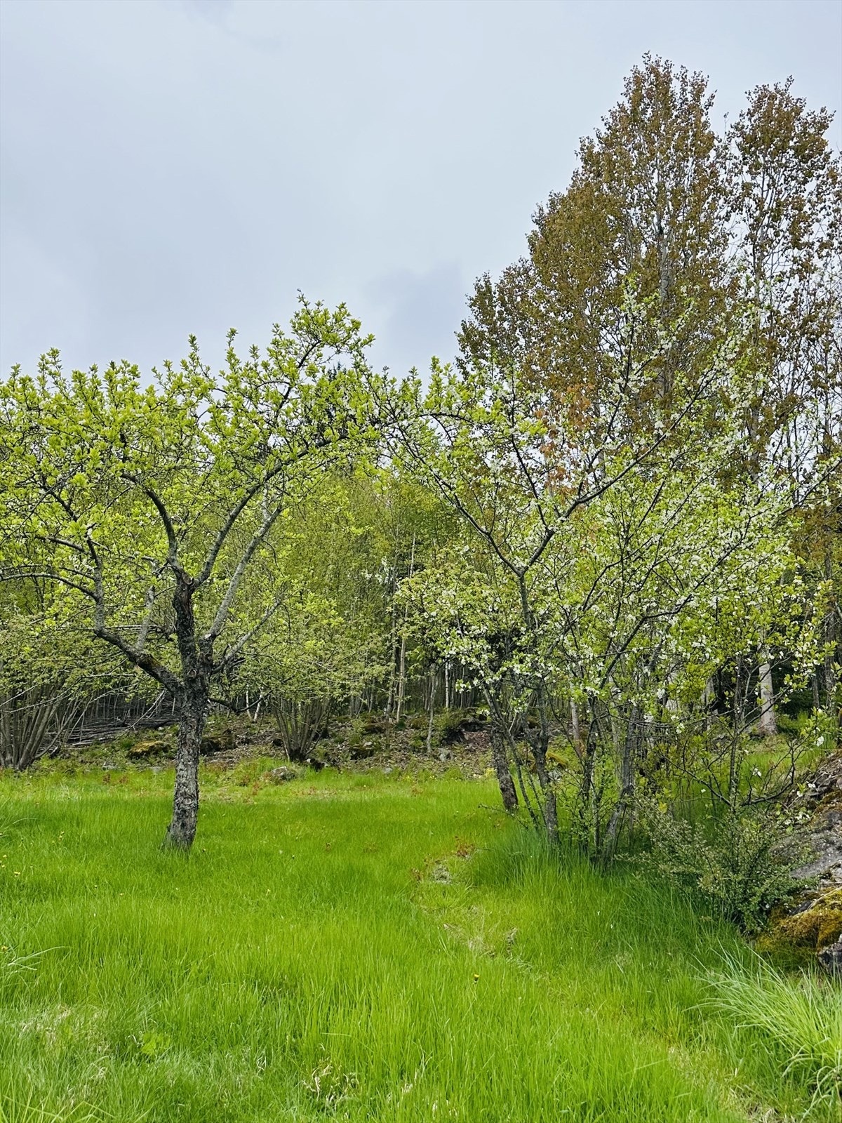 Egen eplehage / frukthage Galleribilde