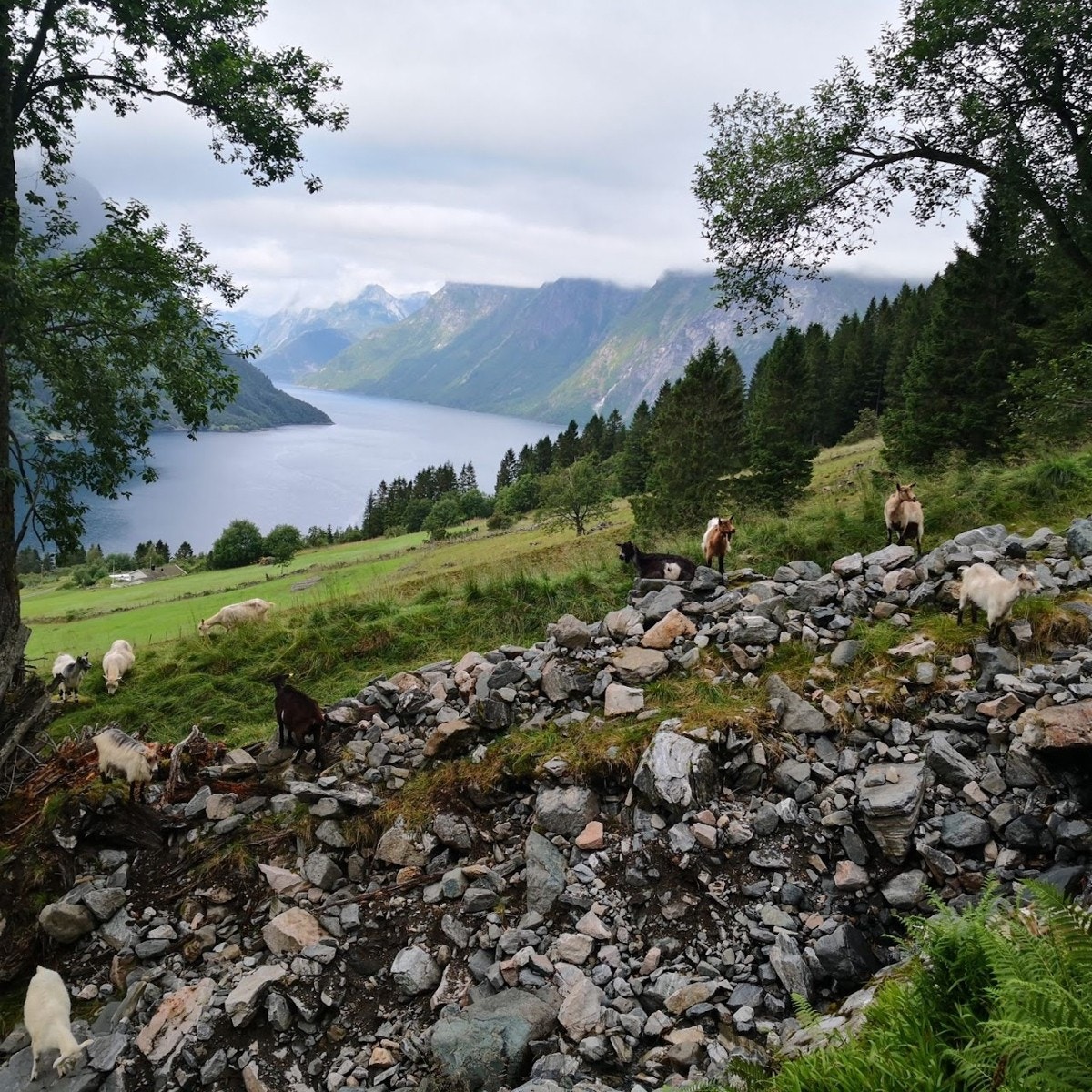 Galleribilde