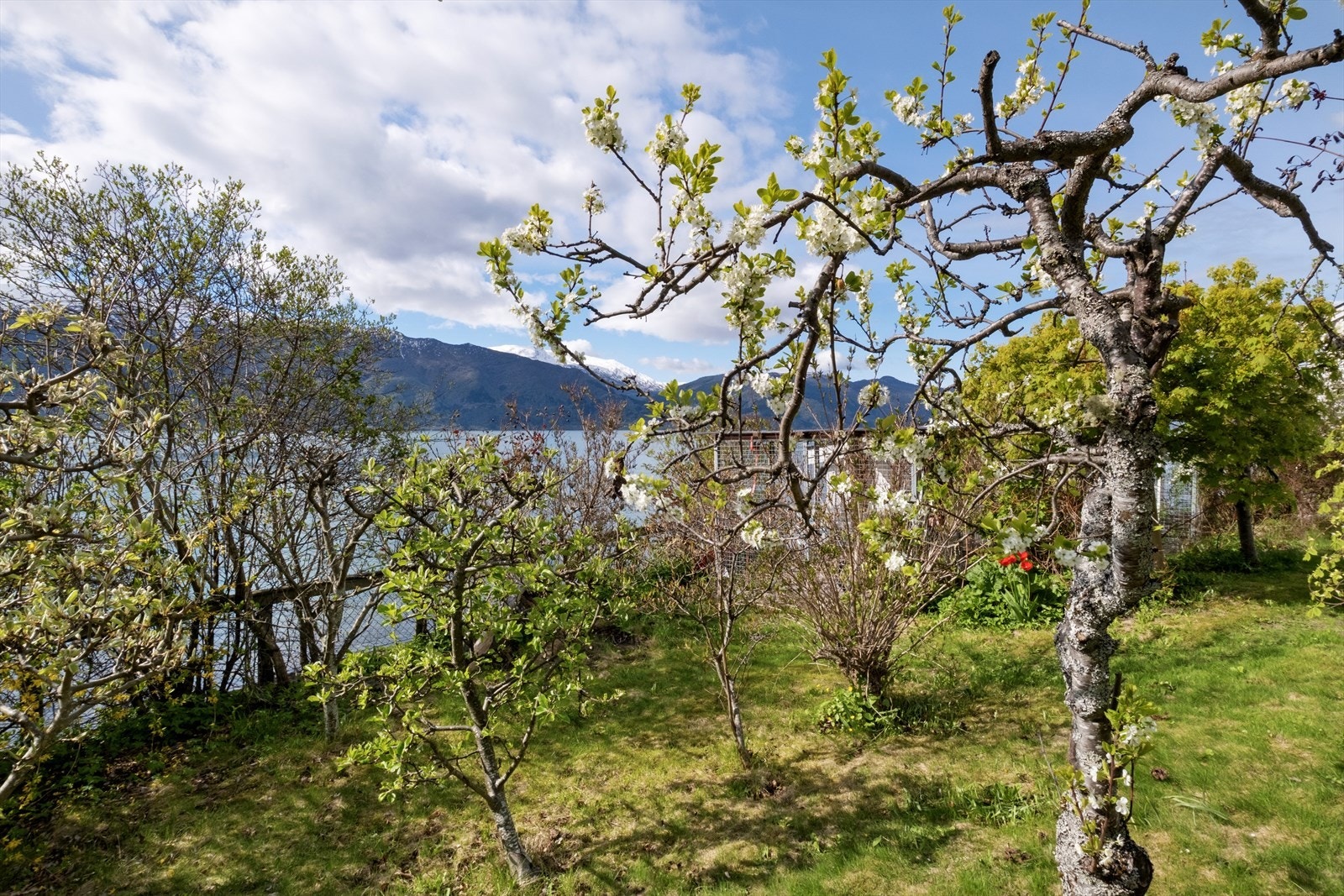 Den trivelege hagen har eit godt utval av ulike frukttre og frodige rosebusker. Galleribilde