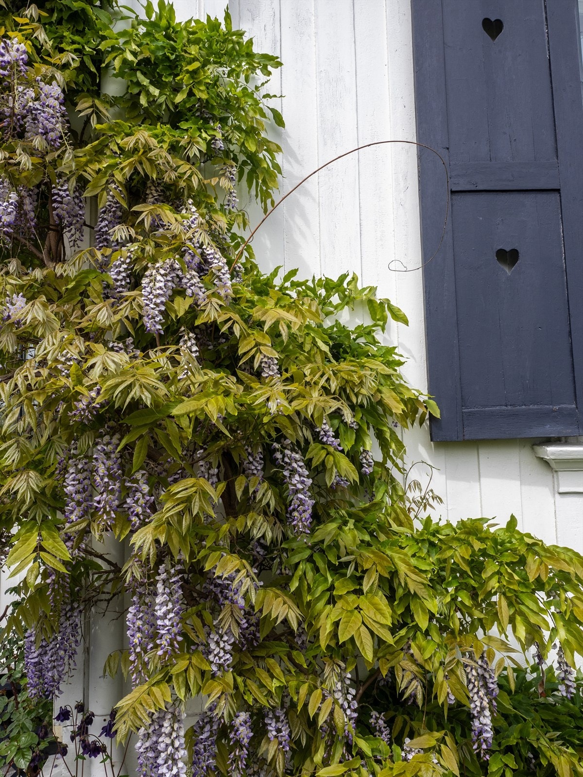 Selgers eget bilde | Hagen i full blomst. Galleribilde
