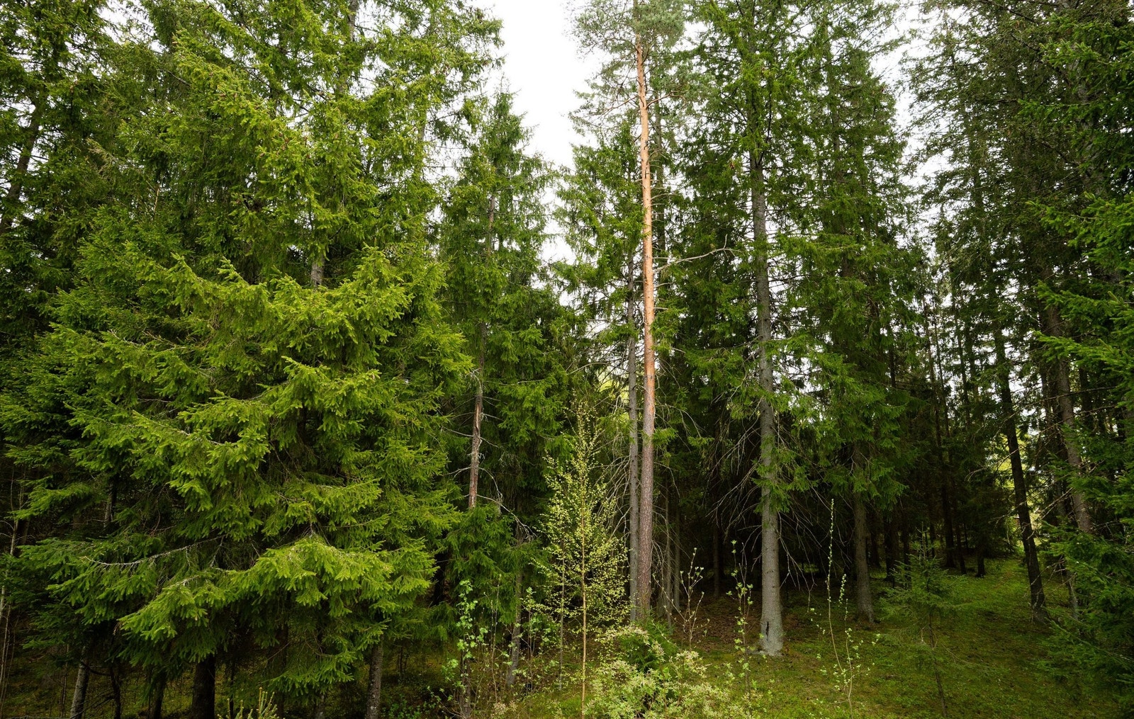 Utsikt mot skogen fra terrasse Galleribilde