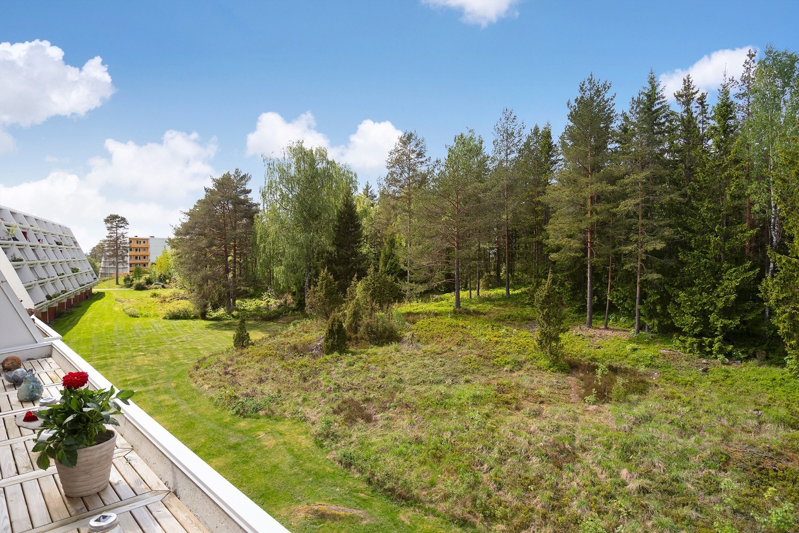 Her vandrer både rådyr og elg forbi med jevne mellomrom Galleribilde