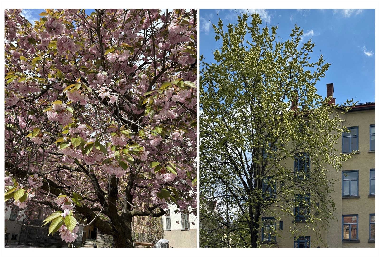 Grønn oase på utsiden. Galleribilde