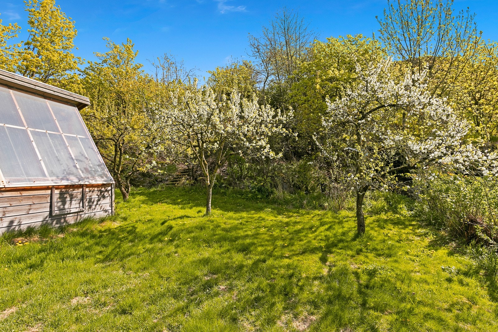 Blomstrende hage. Galleribilde