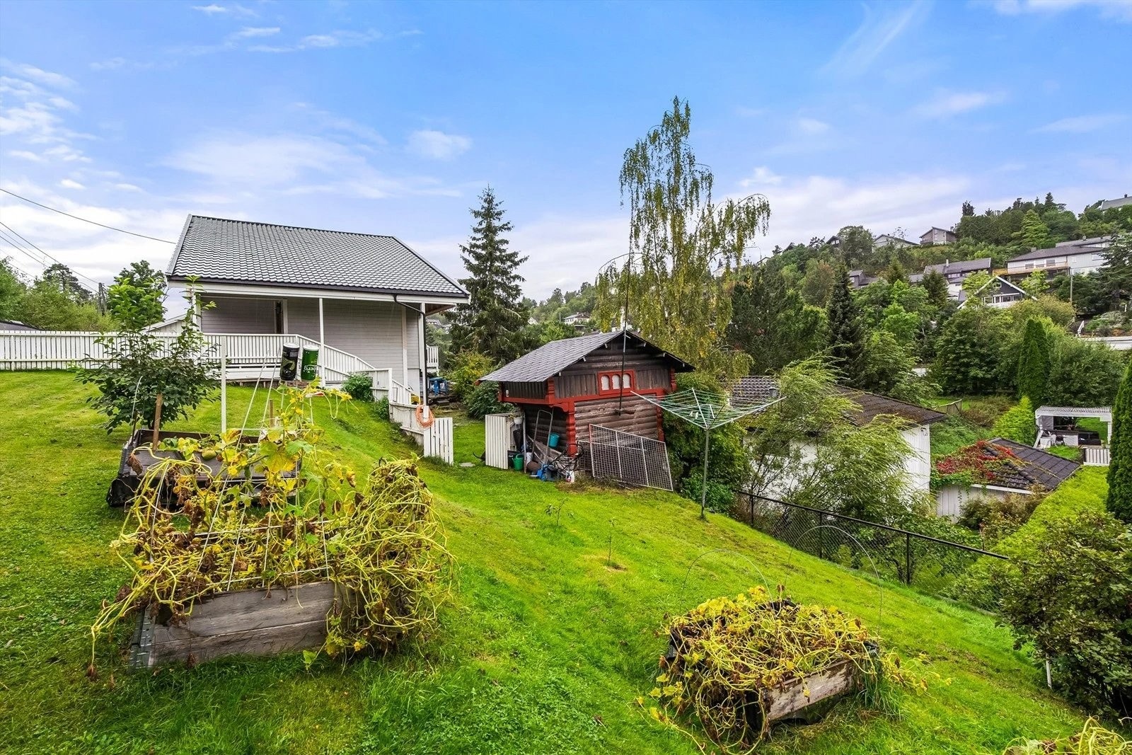 Stor hage muligheter for selvdyrket Galleribilde