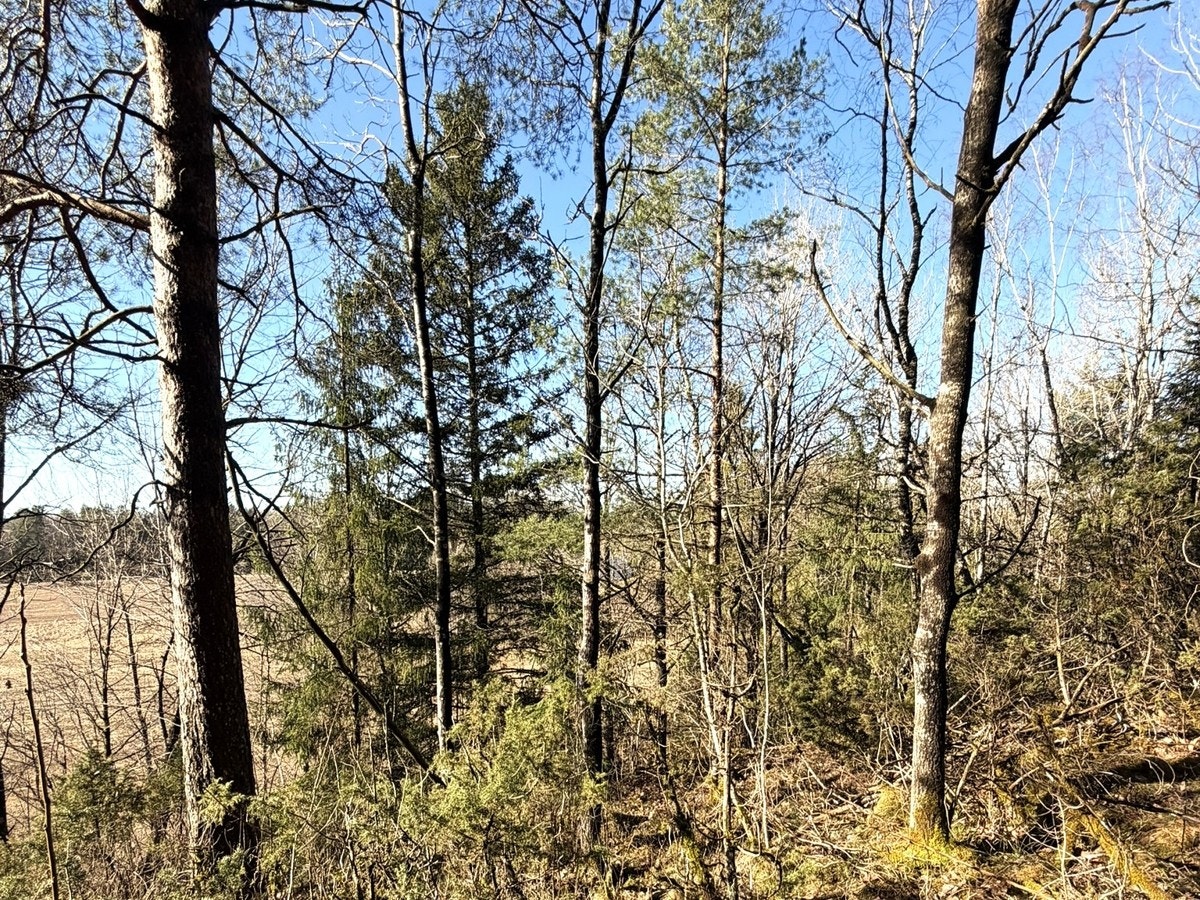 Vårbilder fra skogen2 Galleribilde