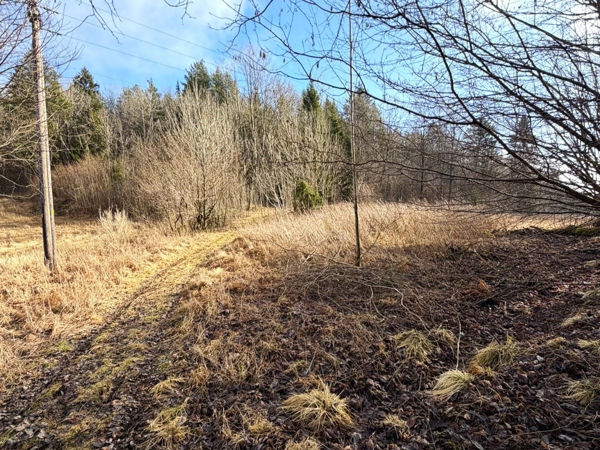 Vårbilder fra skogen Galleribilde