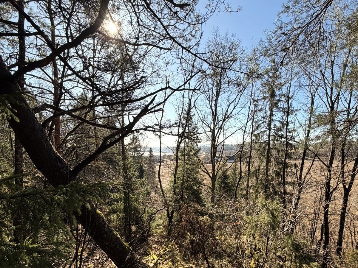 Vårbilder fra skogen5 Galleribilde