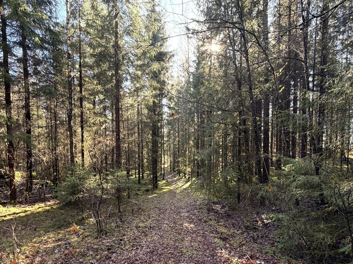 Vårbilder fra skogen4 Galleribilde