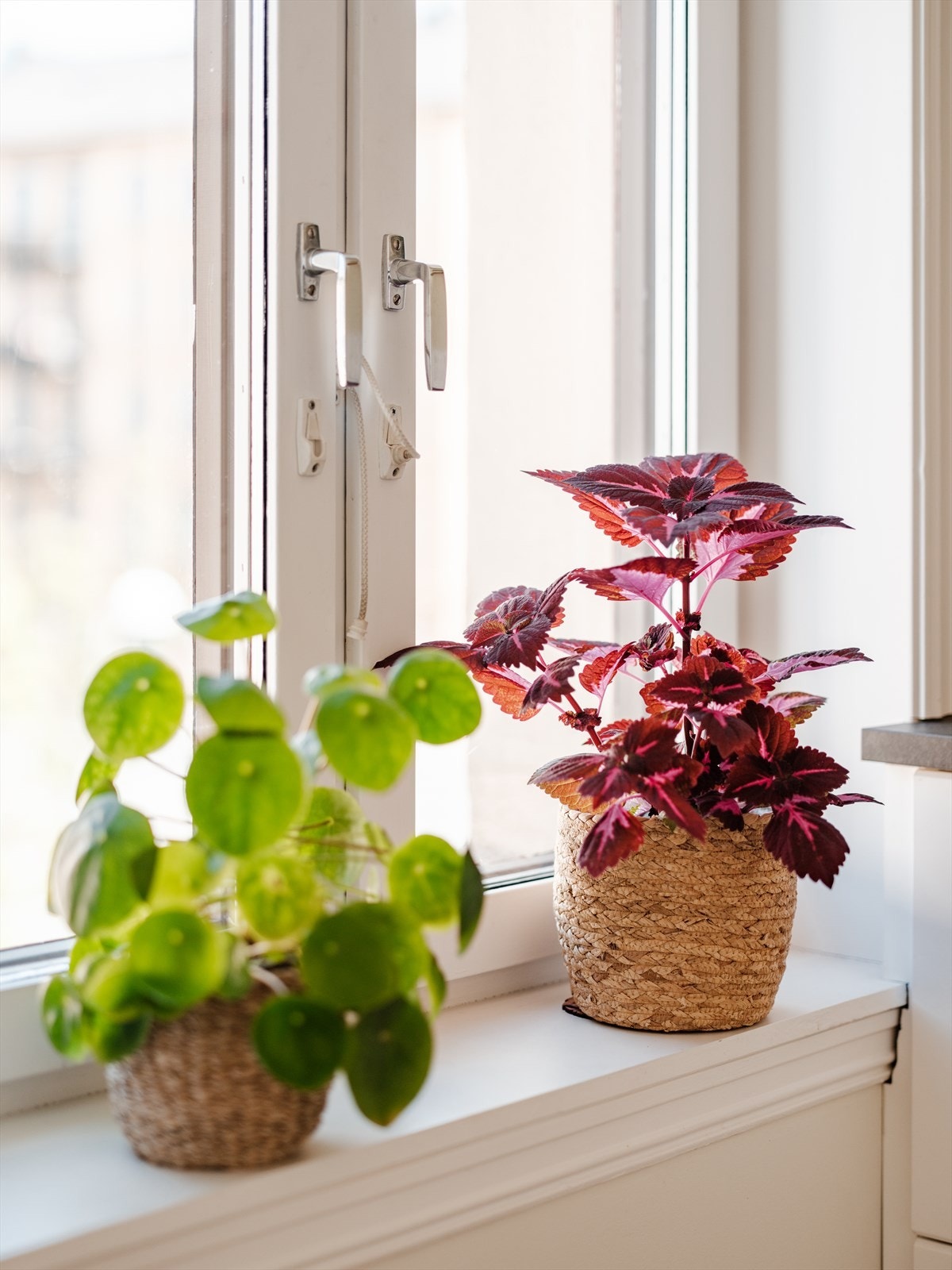 Dype vinduskarmer - Perfekt for urter, planter og blomster. Galleribilde
