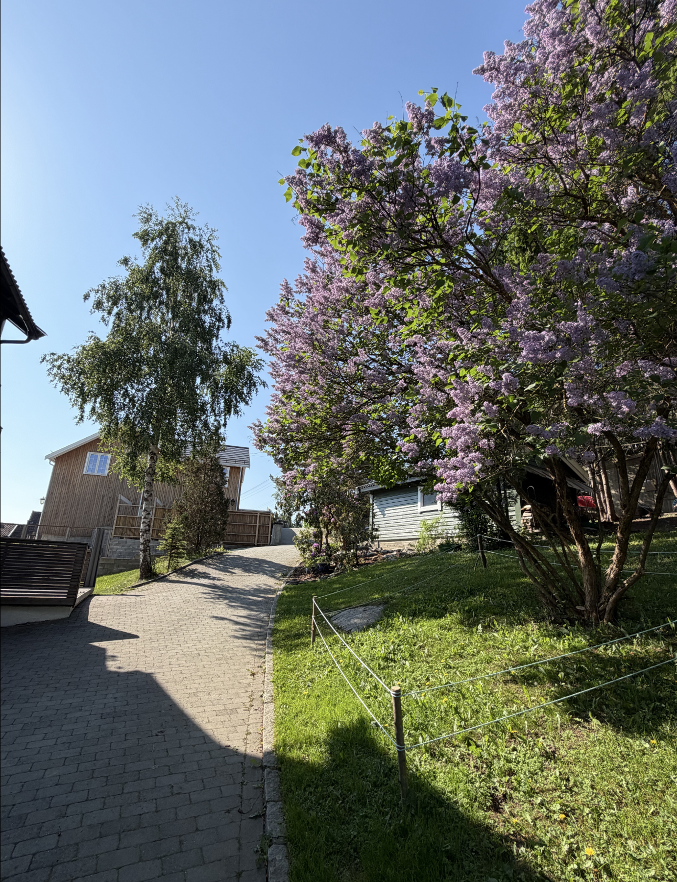 Sommerbilde fra selger. Galleribilde