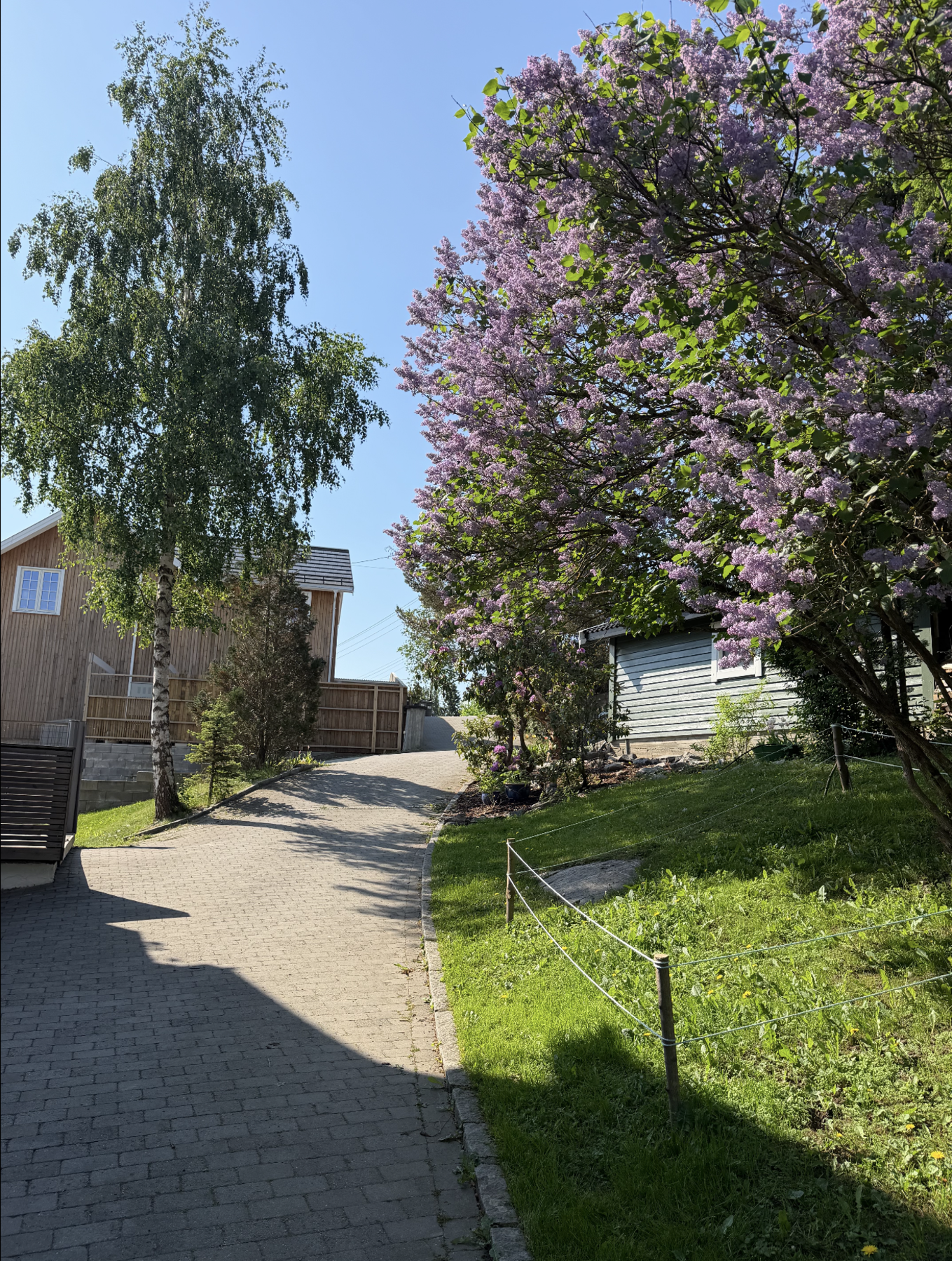Sommerbilde fra selger. Galleribilde