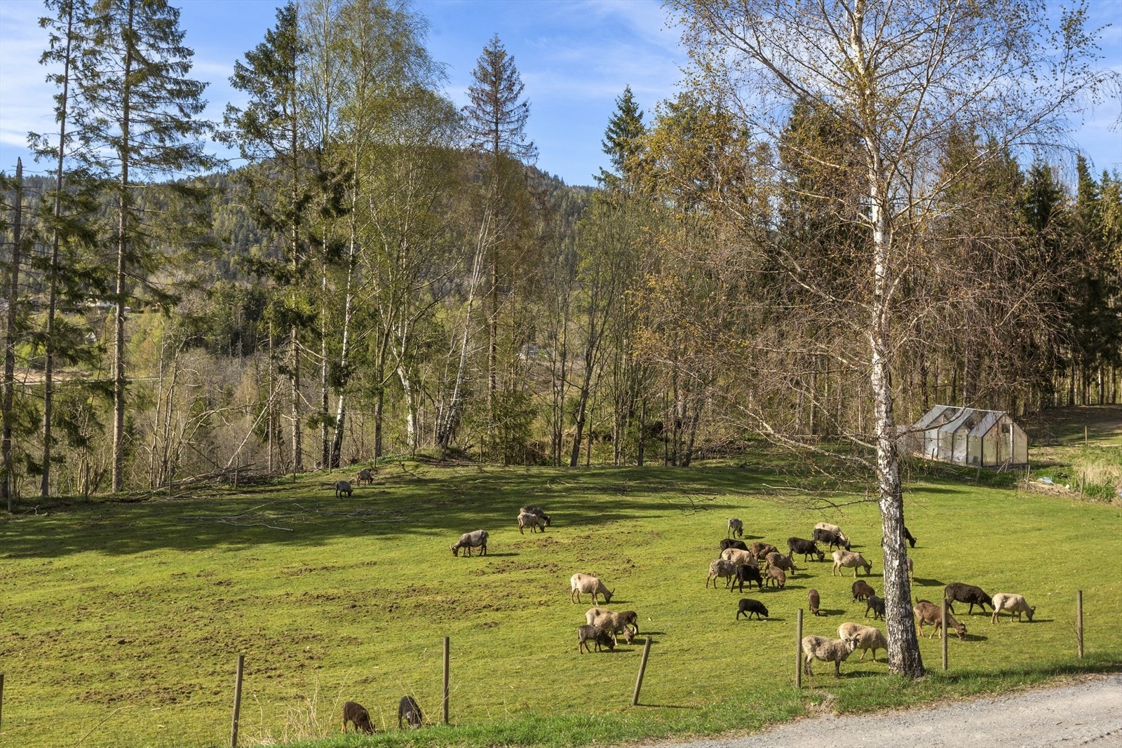 Arealene rundt tunet er godt egnet som beite hest, sau eller geit. Galleribilde