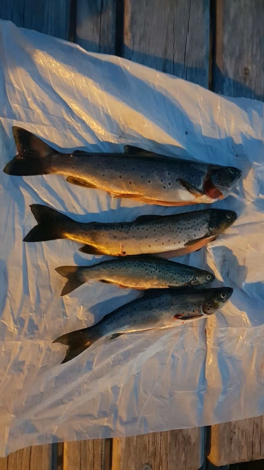 Fisk i fra Atnsjøen Galleribilde