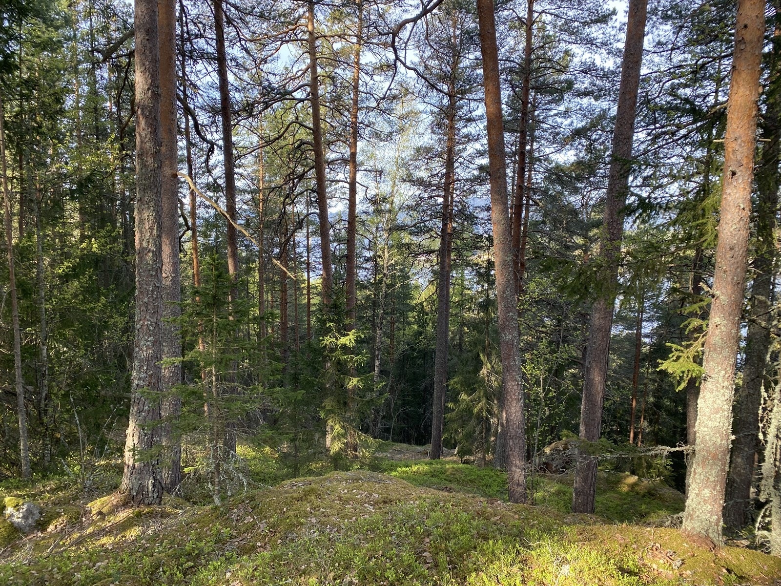 Skogbilde med Mjøsa i bakgrunnen Galleribilde