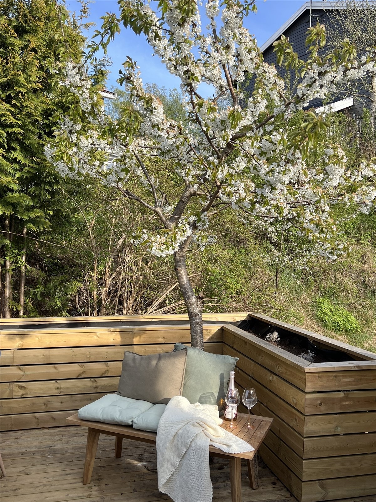 Pent og velholdt tre som kommer i full vekst hver sommer. Galleribilde