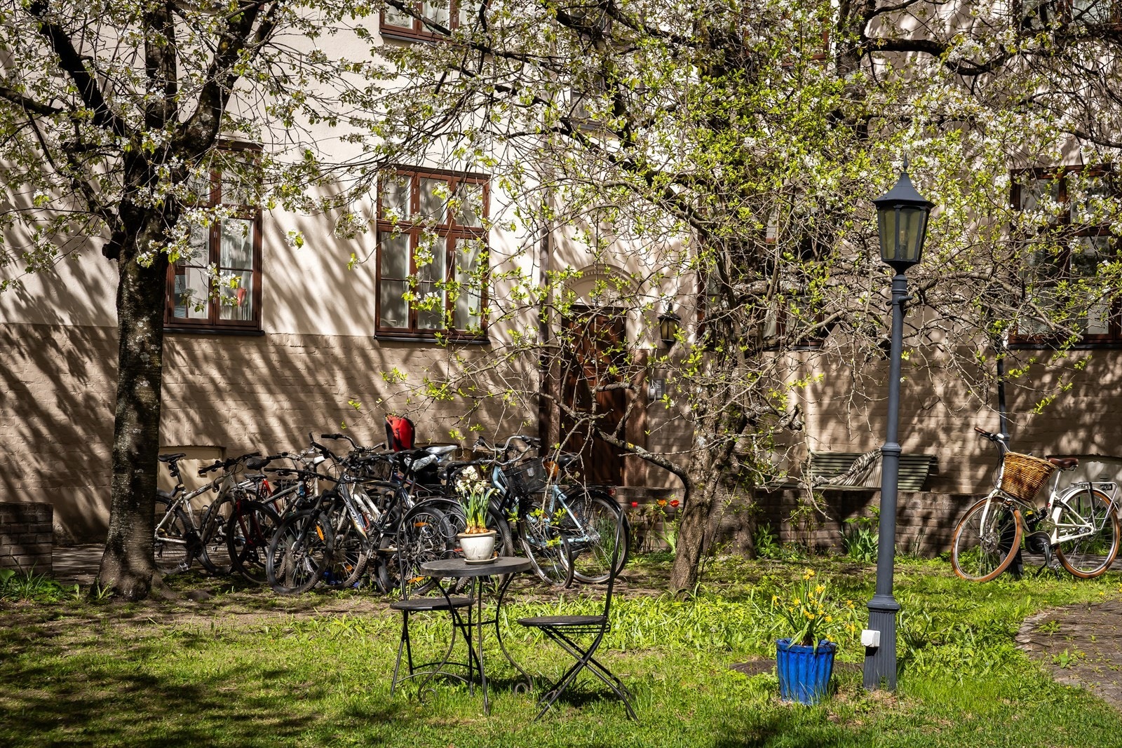 Kirsebærtrær i full blomstring skaper en helt magisk stemning om våren. Galleribilde