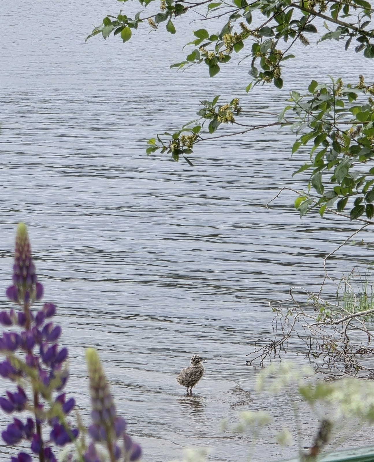 20250623_200934.jpg Galleribilde