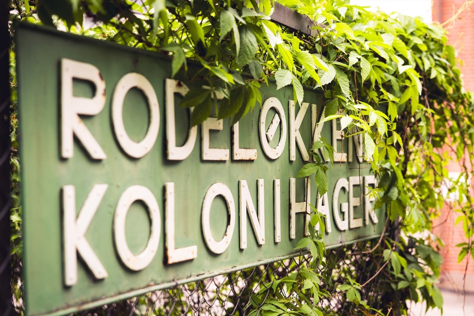 Rodeløkka kolonihage er et grønt og sjarmerende innslag i byen, med små koselige hus, frodig beplantning og en rolig atmosfære. Galleribilde