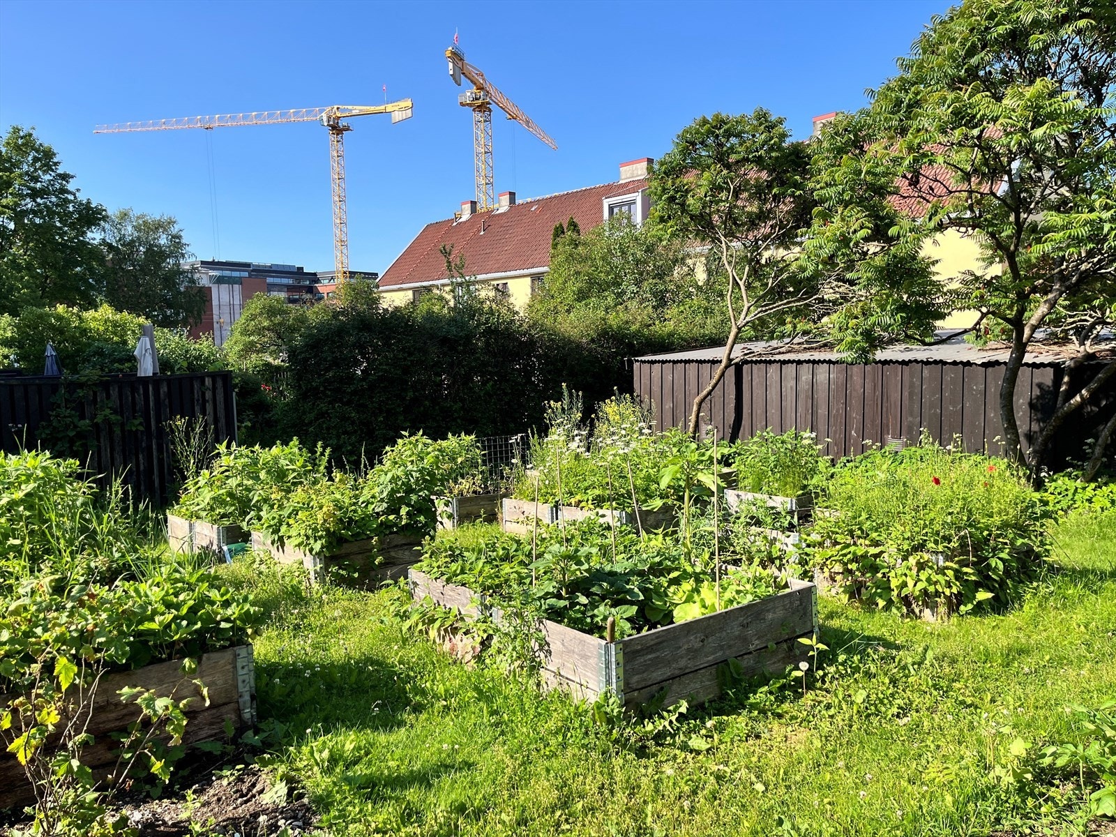 Barnas parsellhage ble etablert i 2016, her har alle barn som bor i hagebyen mulighet til å ha sin egen lille grønnsakshage Galleribilde