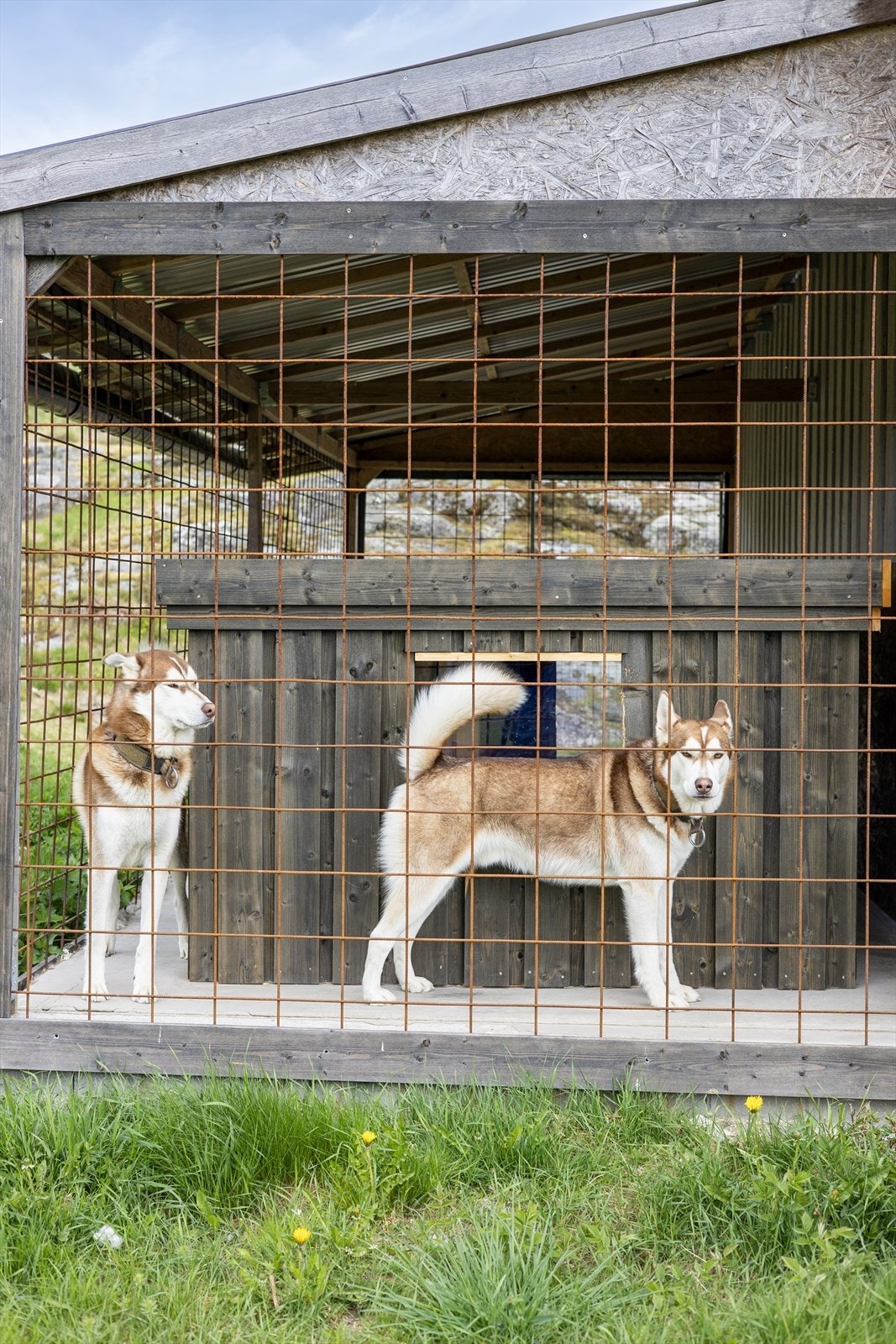 Praktisk hundegård på eiendommen. Galleribilde