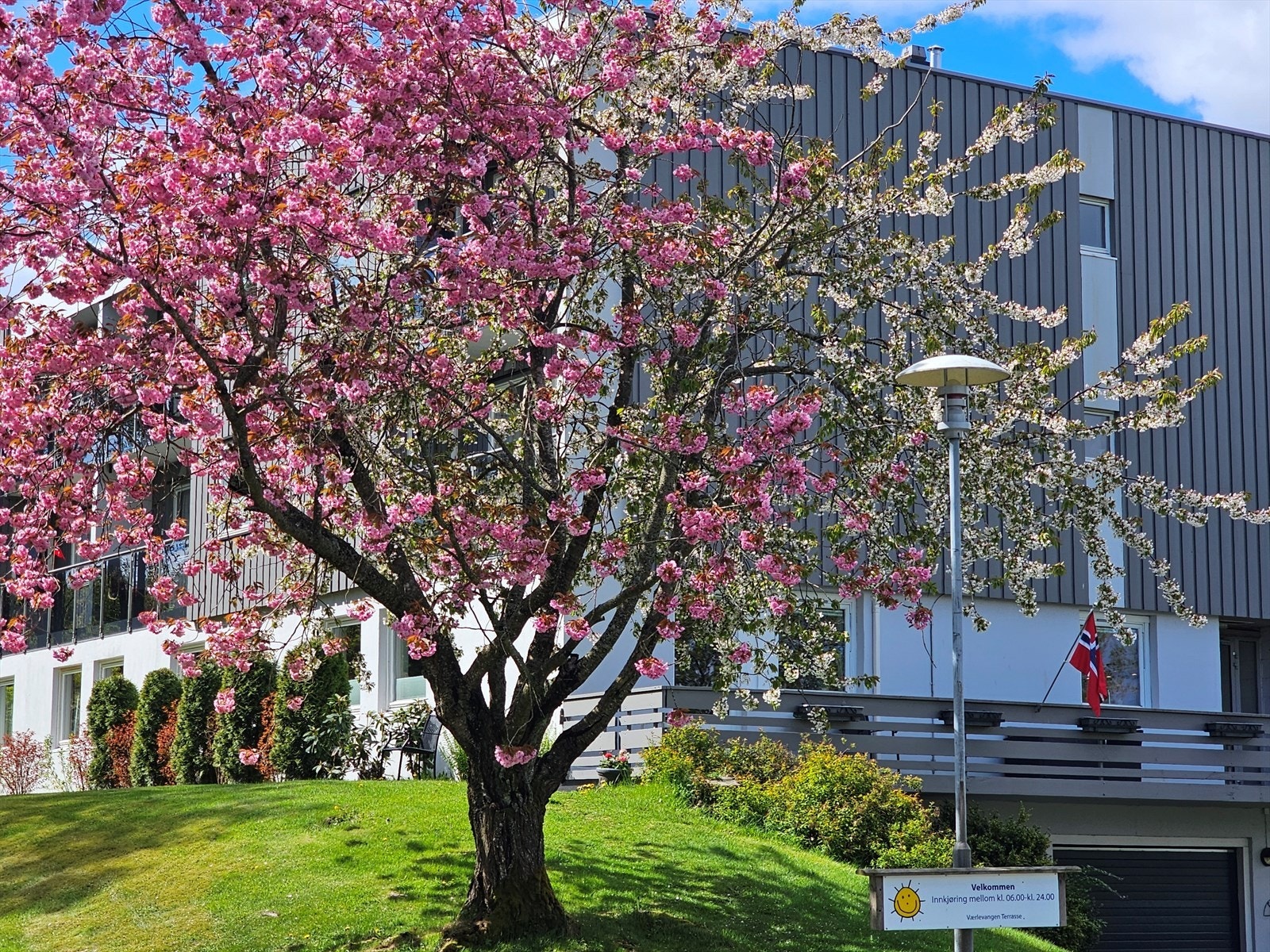 Selgers private bilde Værlebakken i blomstring Galleribilde