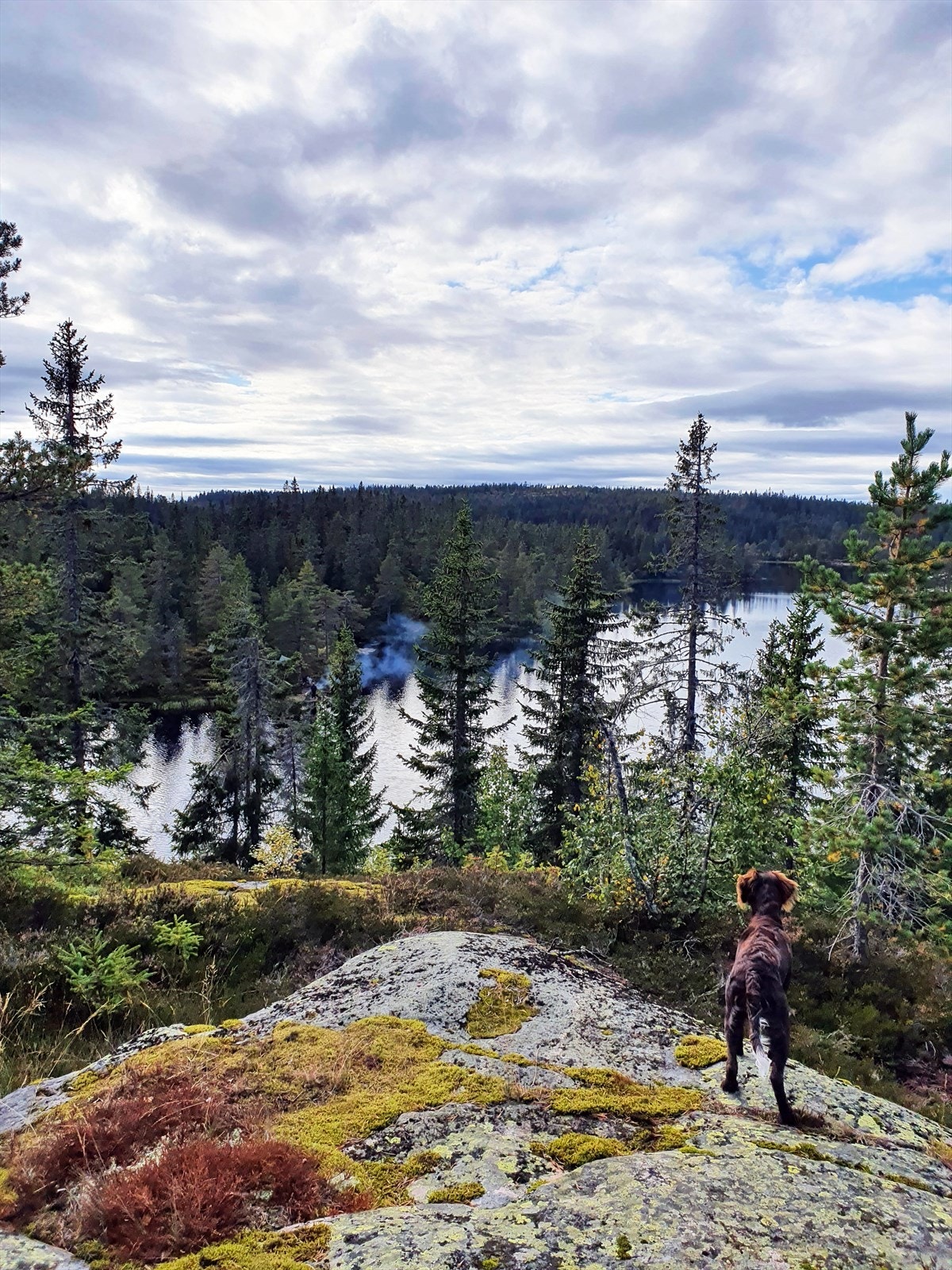 Selgers egne bilder; Fra Dulpenatten Galleribilde