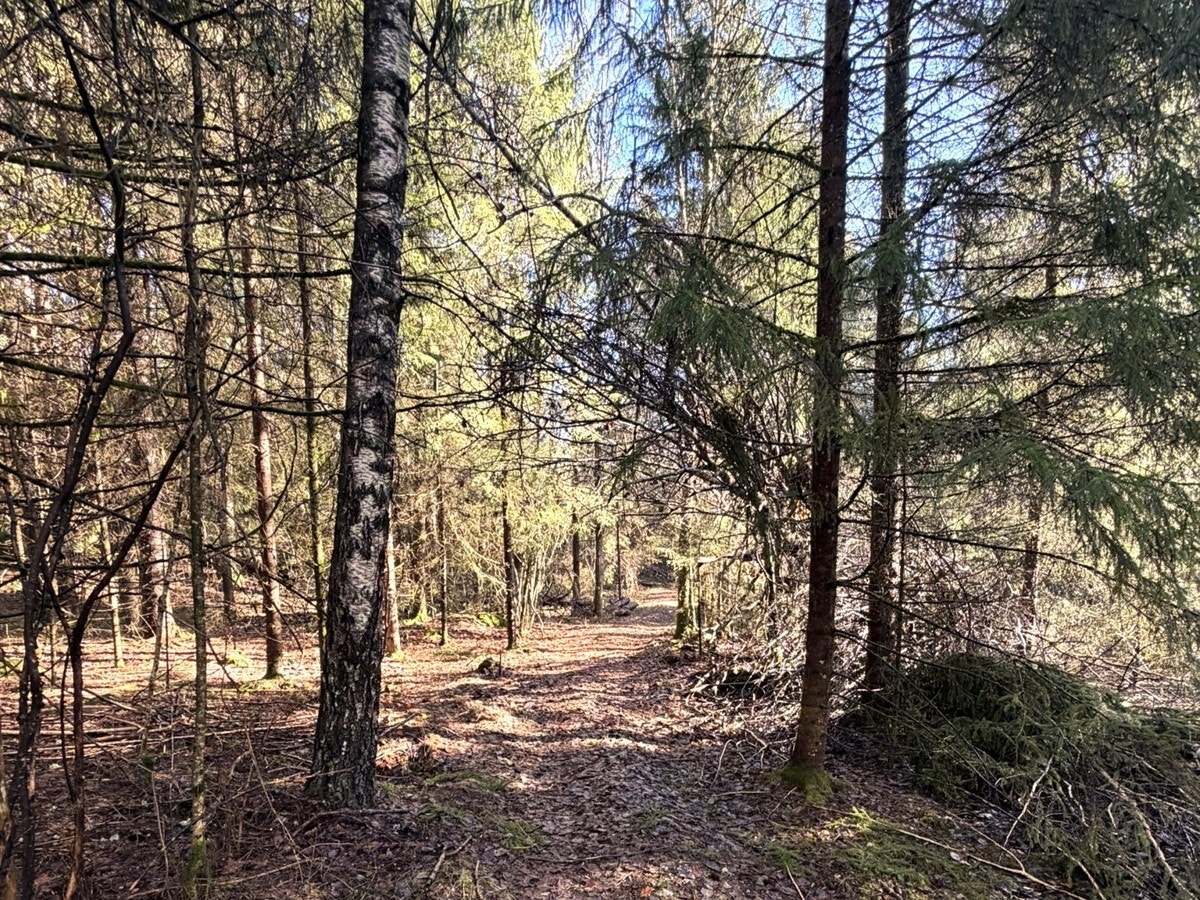 Vårbilder fra skogen3 Galleribilde