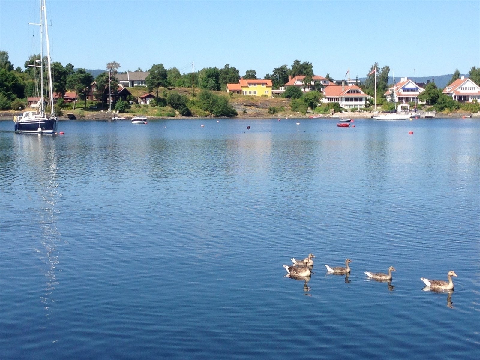 Sommer ved brygga Galleribilde