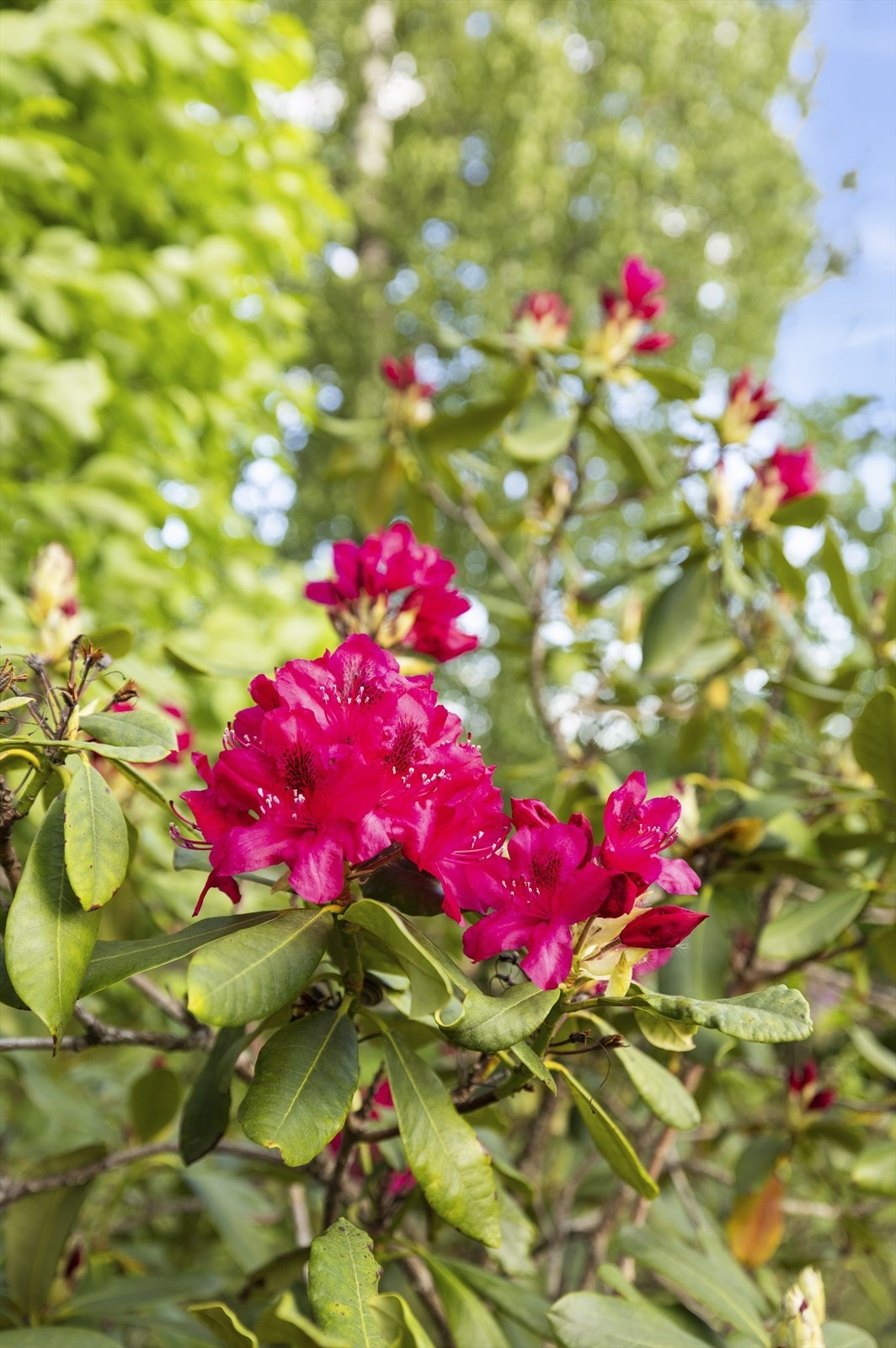 Tomten er frodig og beplantet med blant annet rhododendron. Galleribilde