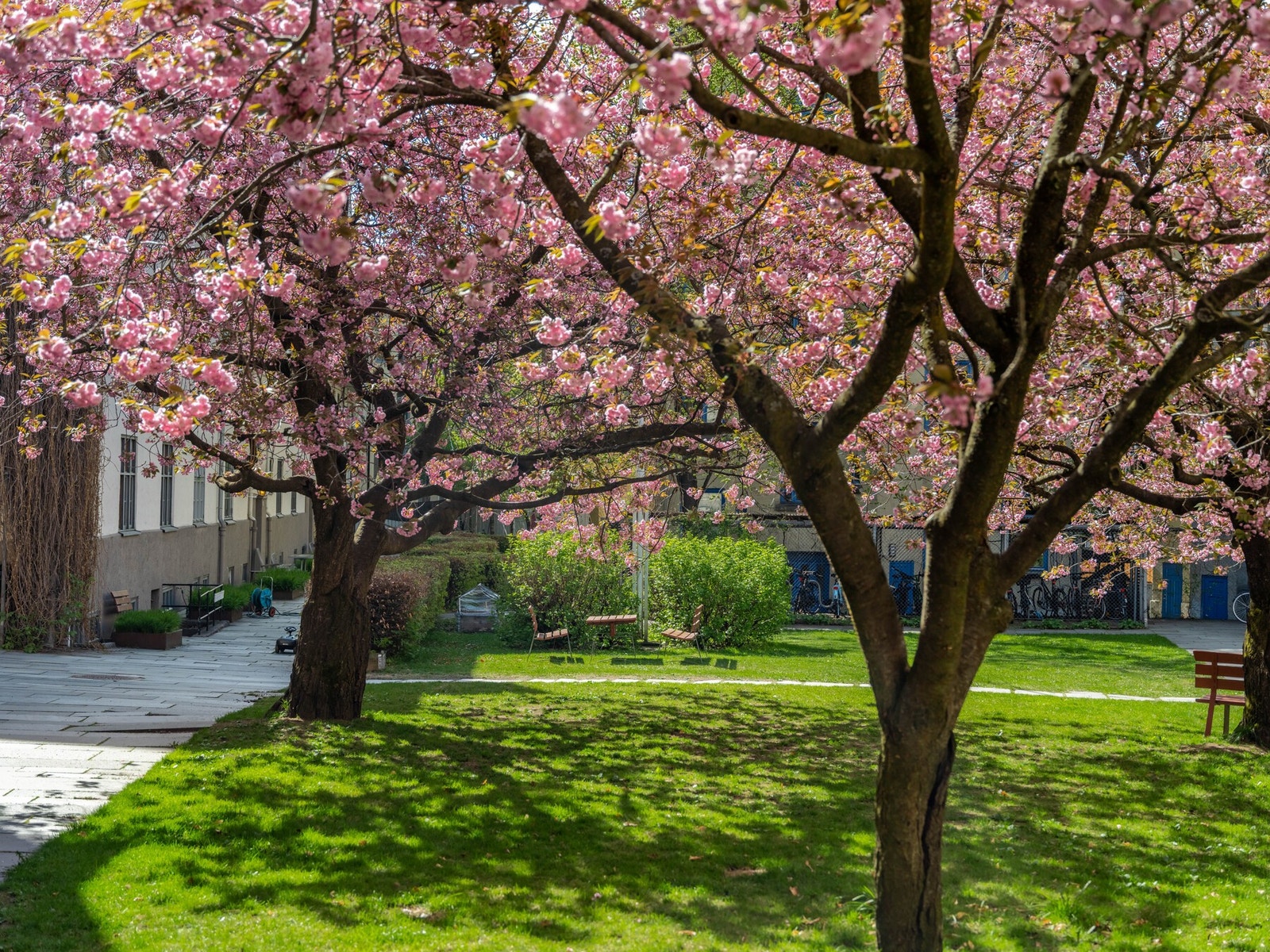 Og bare se på disse vakre kirsebærtrærne som pryder bakgården! Galleribilde
