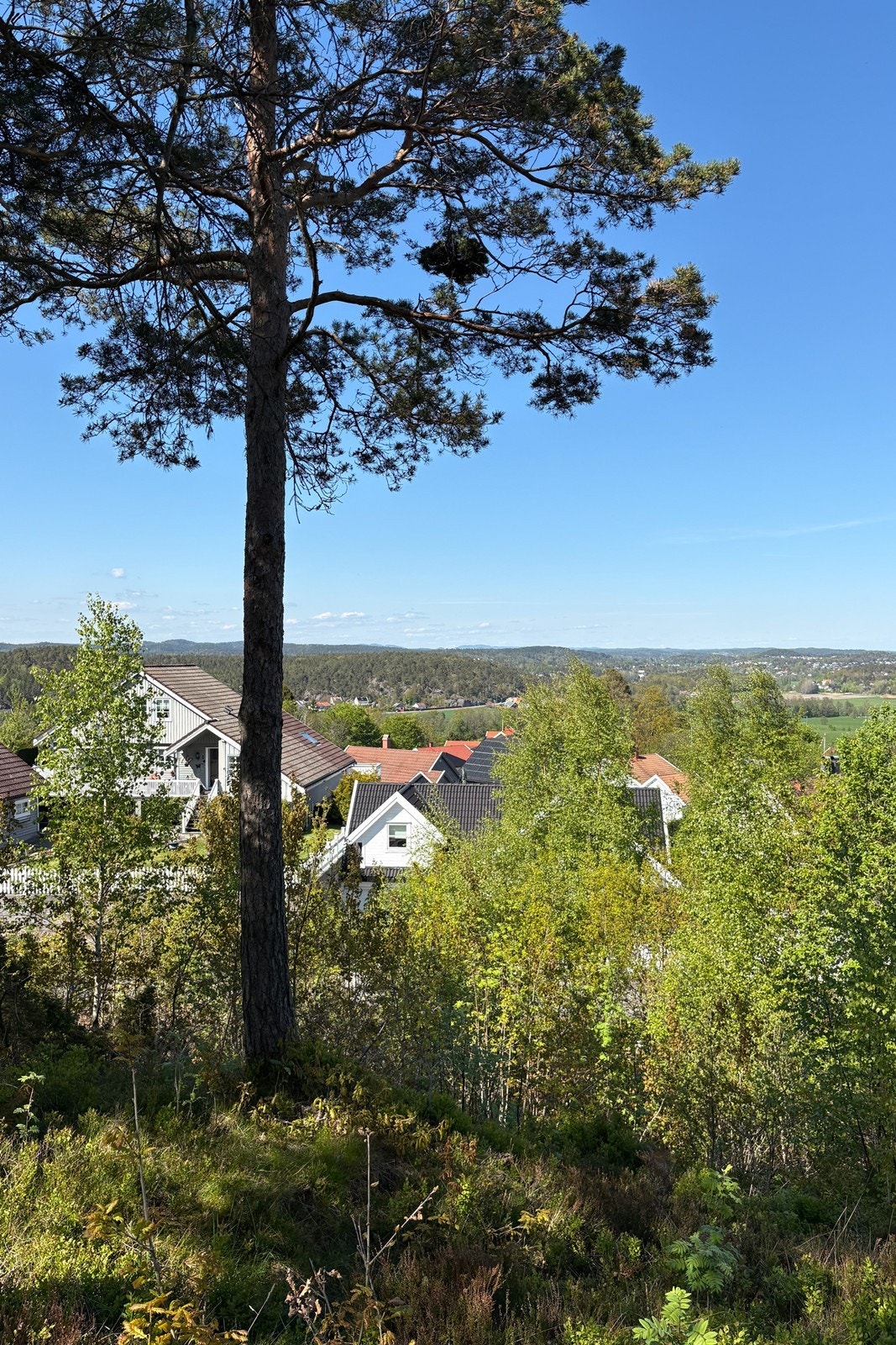 Tomten består av en del naturtomt. Galleribilde