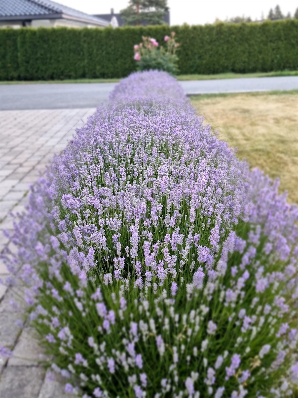 Lavendelhekken i fullt flor! Galleribilde