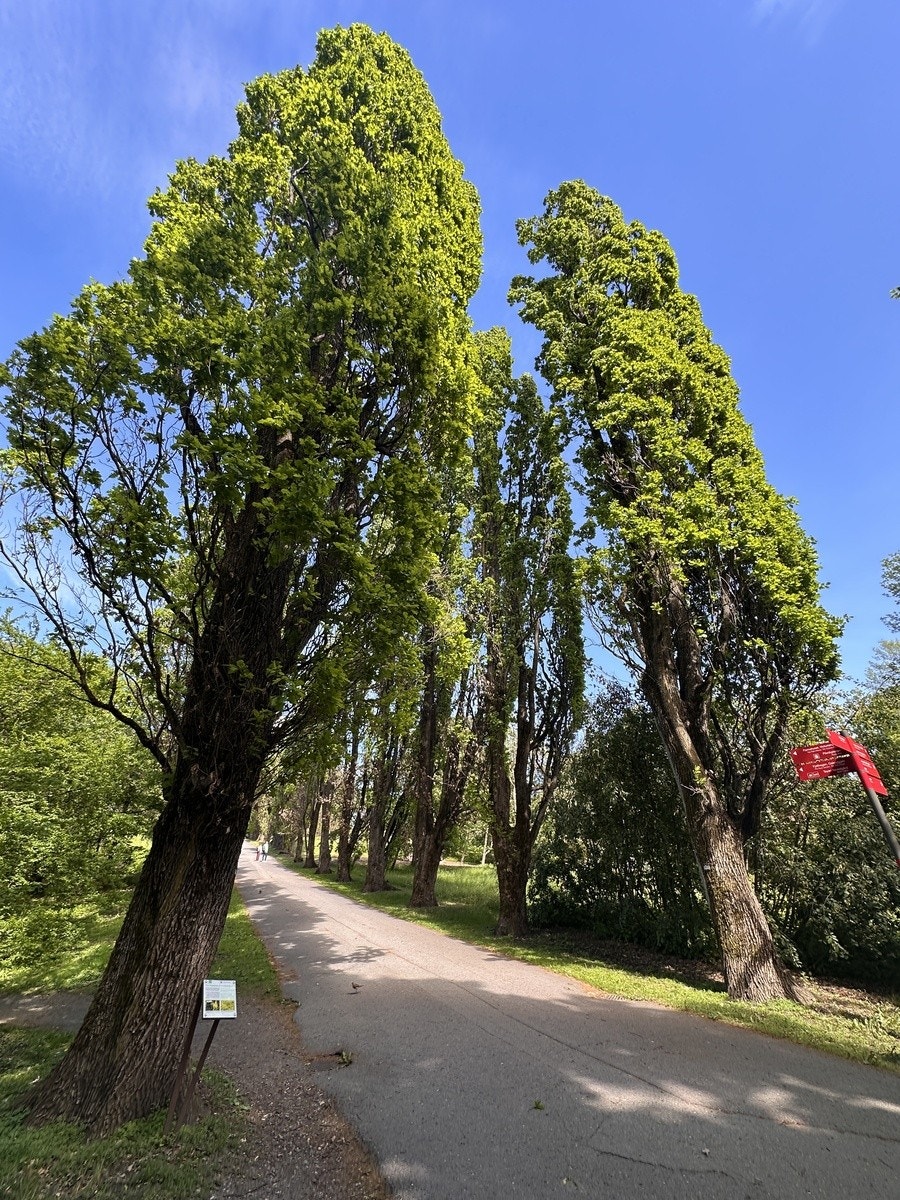 2-3 min å gå til Botanisk Hage Galleribilde