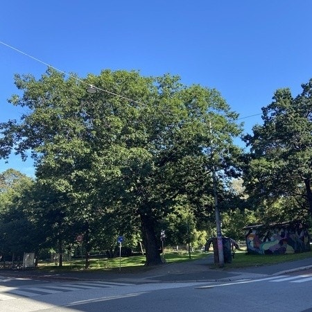 Botanisk hage rett over gaten Galleribilde