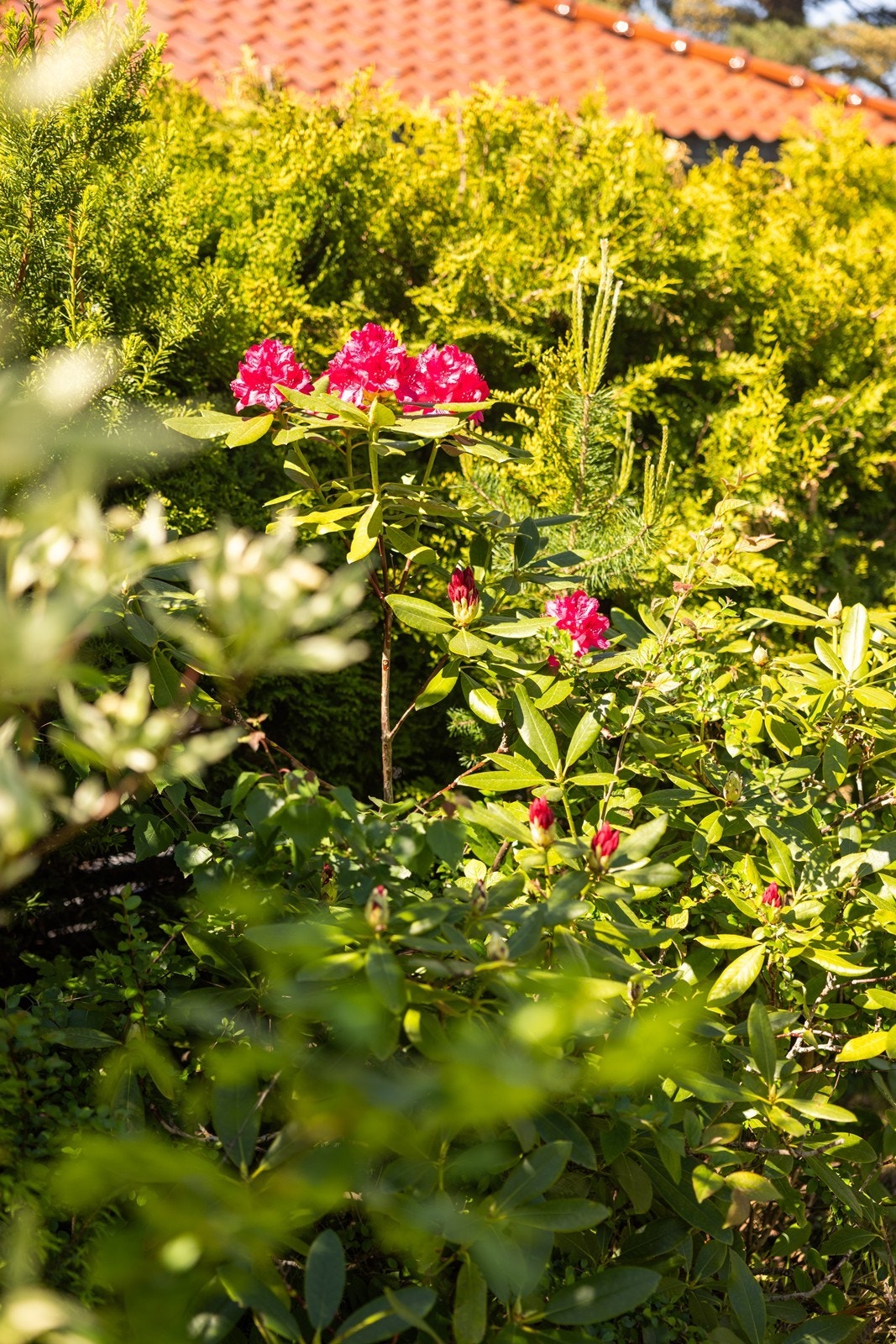 Rhododendron, Clematis, Roser og Magnolia i egen hage! Galleribilde