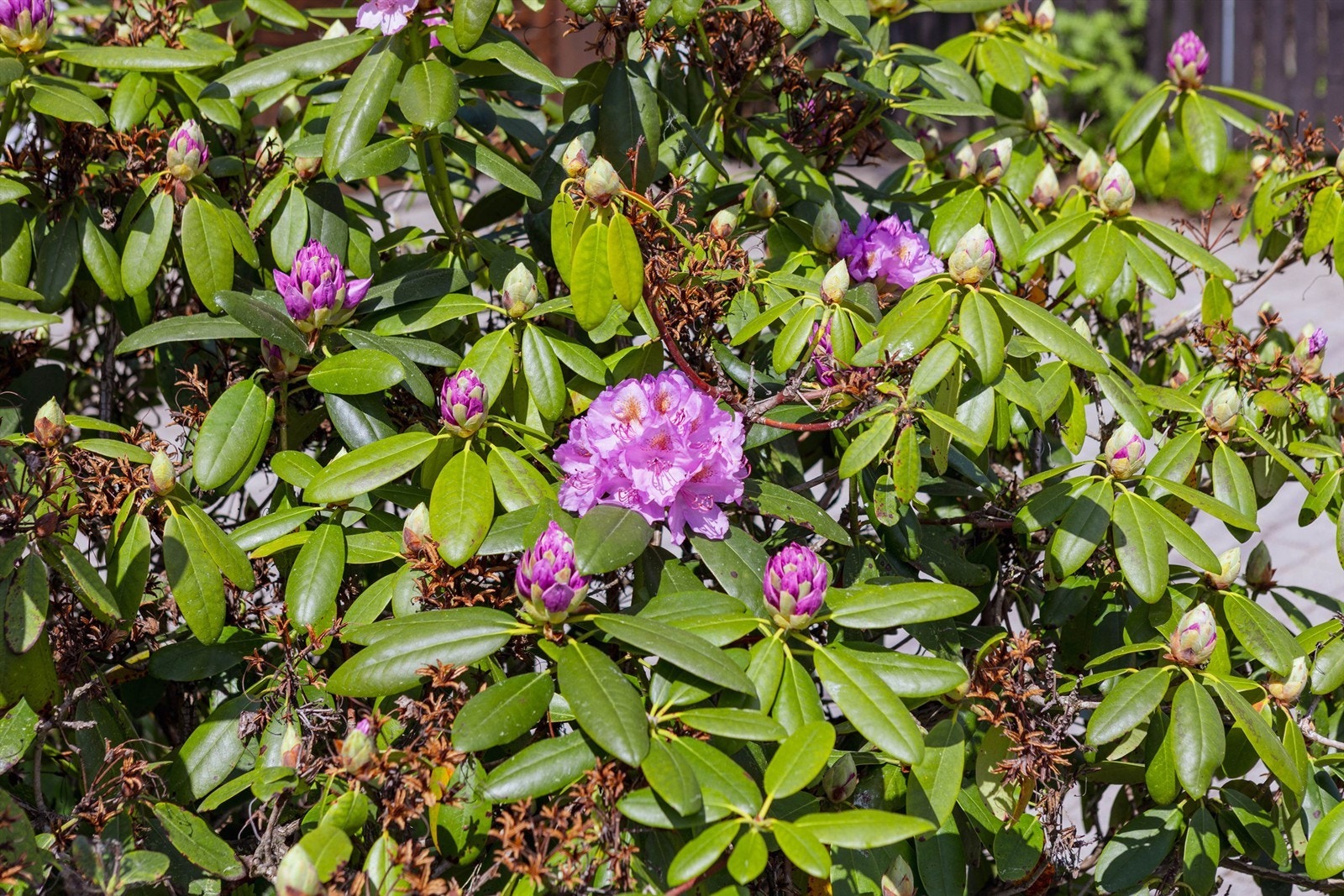 Frodig og vakker beplantning sørger for fargerike innslag og blomstring gjennom sesongen. Her sees en nydelig Rhododendron. Galleribilde