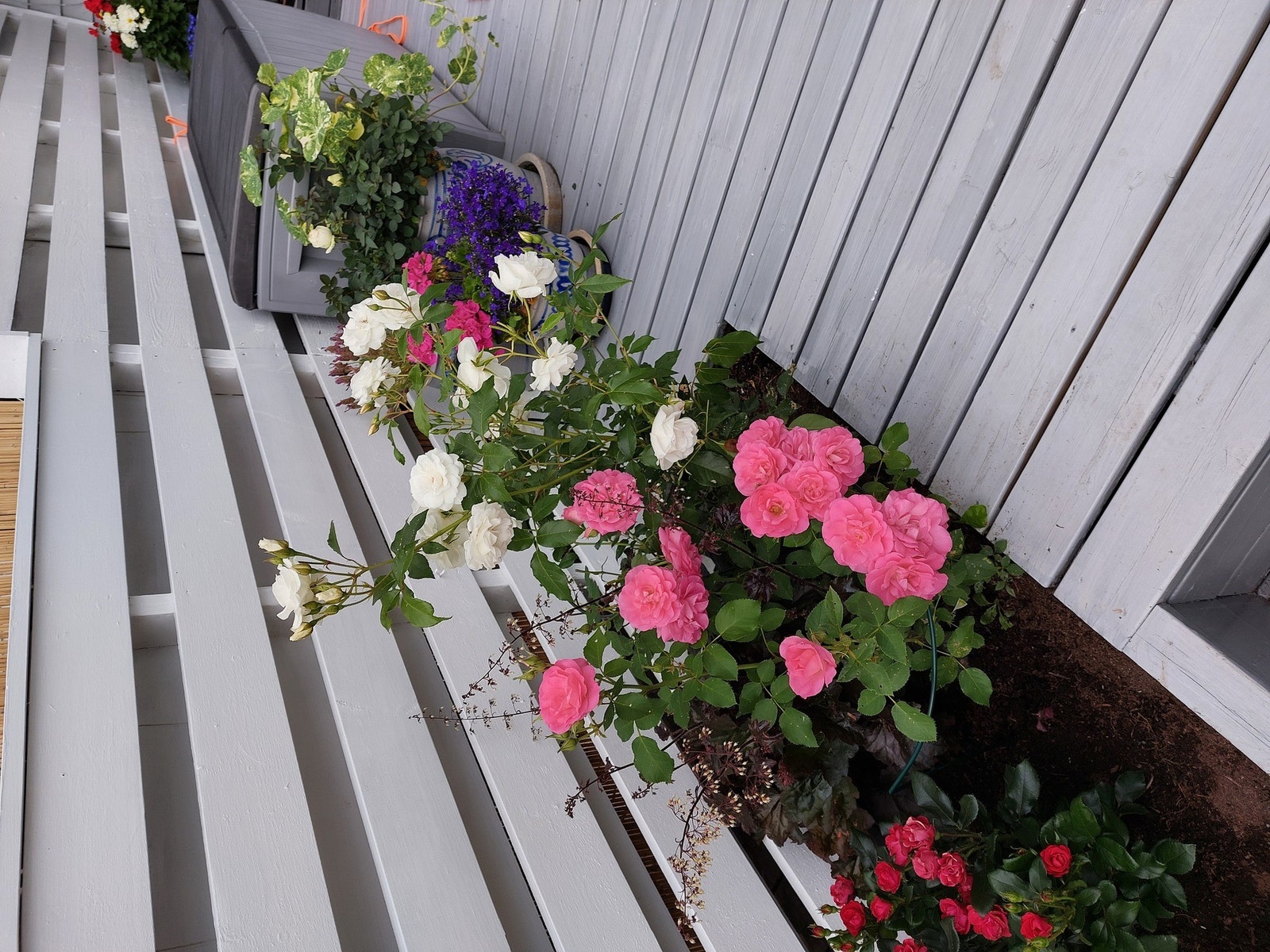 Blomsterbedd Galleribilde