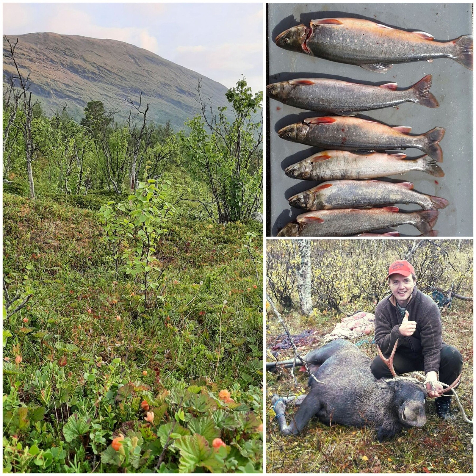 Private bilder - jakt- og fiskerett, samt matauk med bær og sopp om høsten Galleribilde