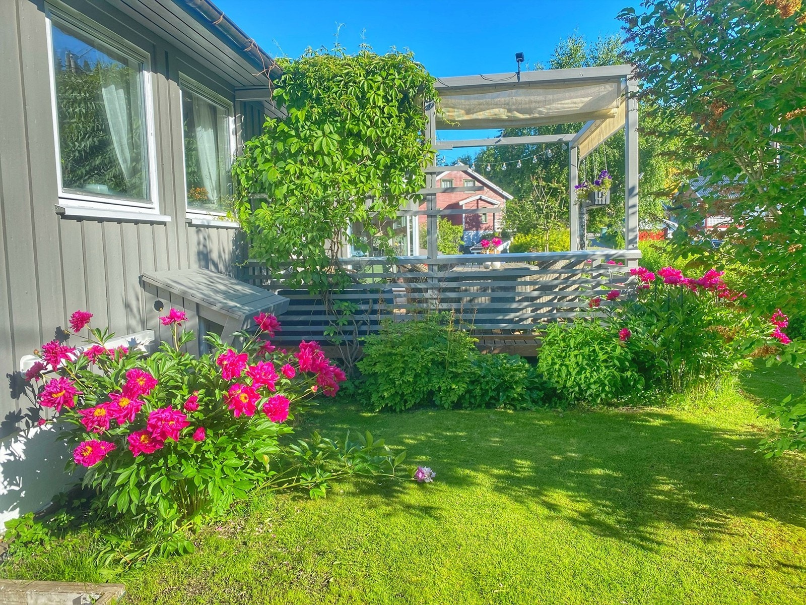 Selgers bilde fra sommer når blomert er i full flor Galleribilde