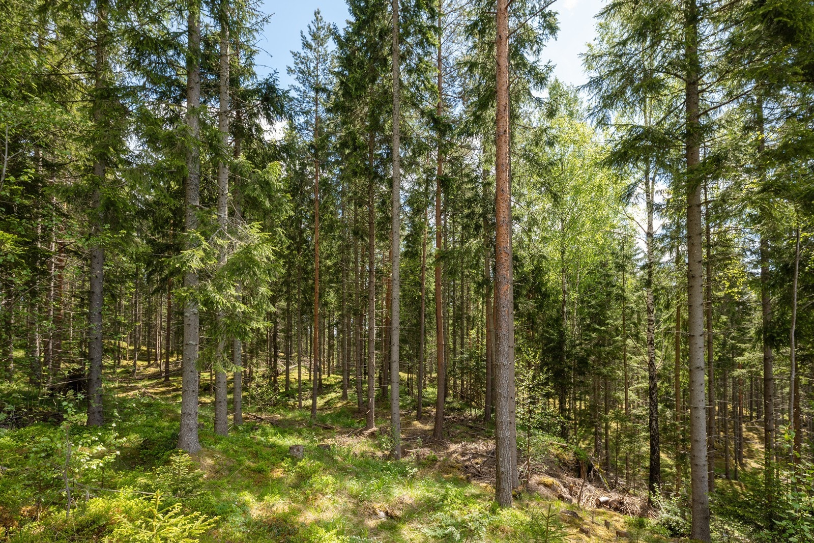 Hyttefeltet omkranses av flotte turområder for aktive feriedager sommer som vinter. Galleribilde