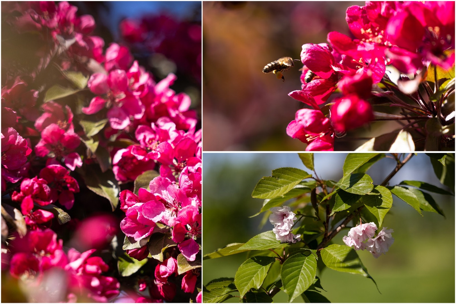 Blomsterdetaljer. Galleribilde