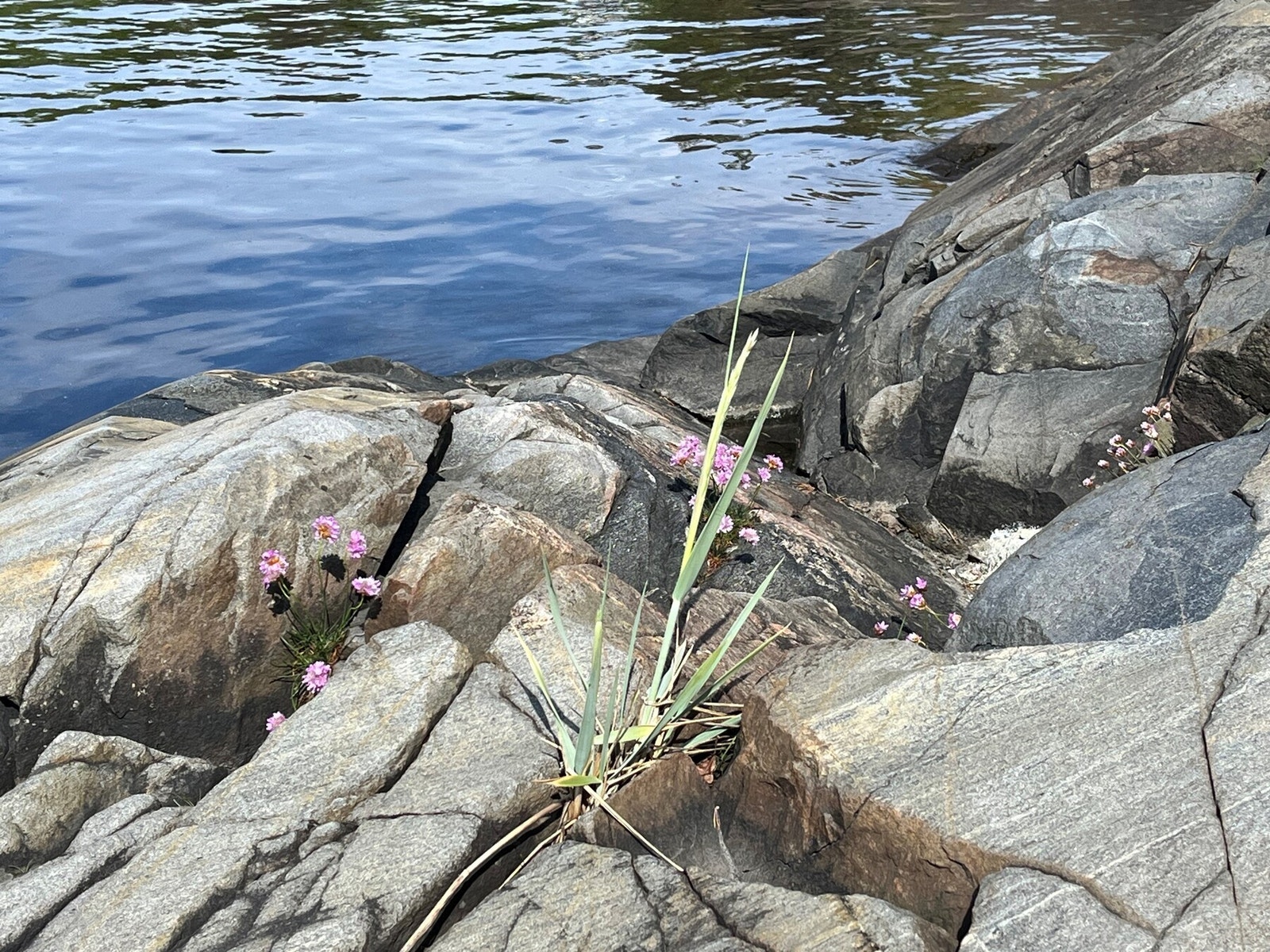 Selgers stemningsbilde fra svaberg Galleribilde