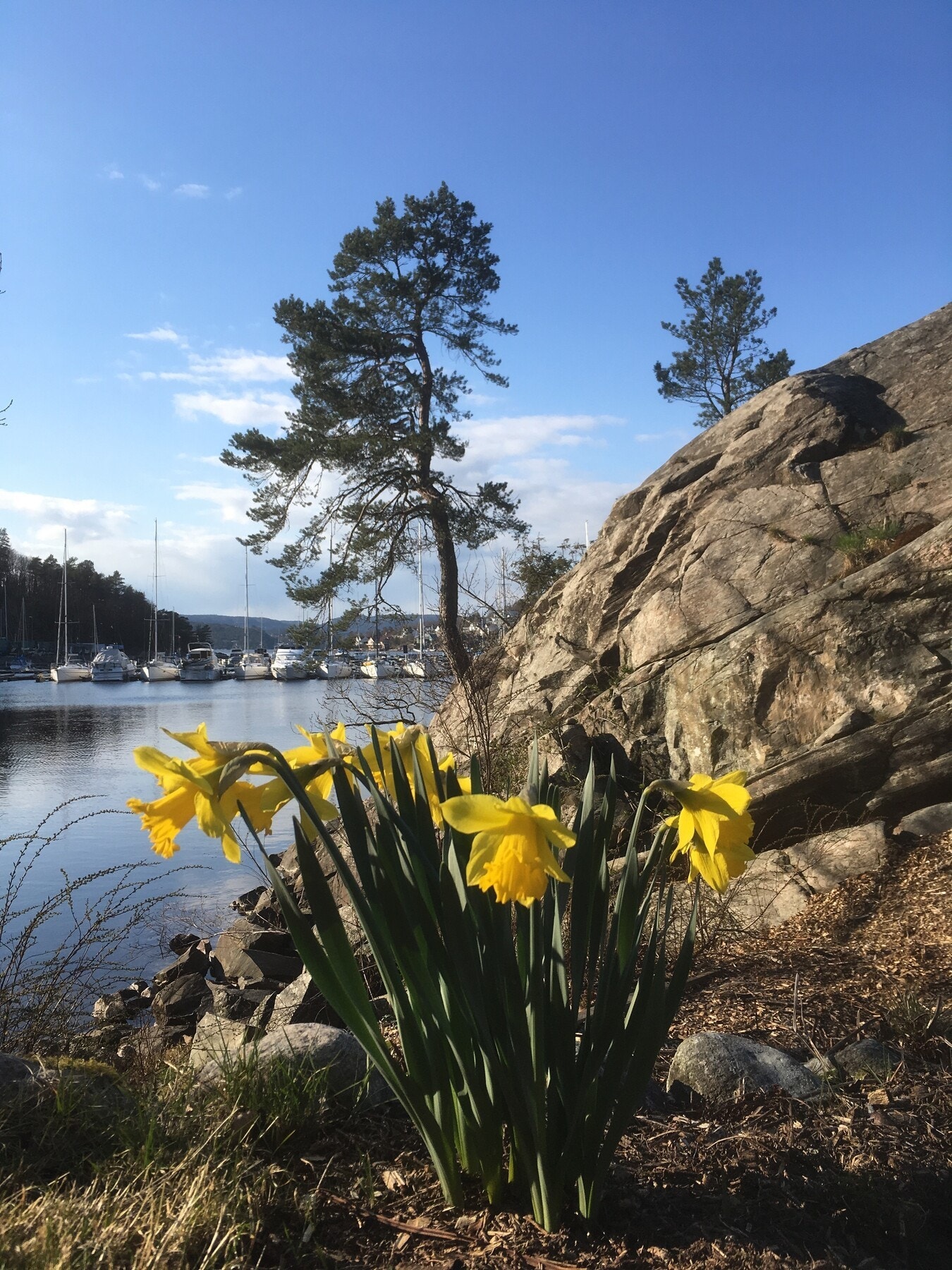 Selgers bilde fra del av hagen Galleribilde