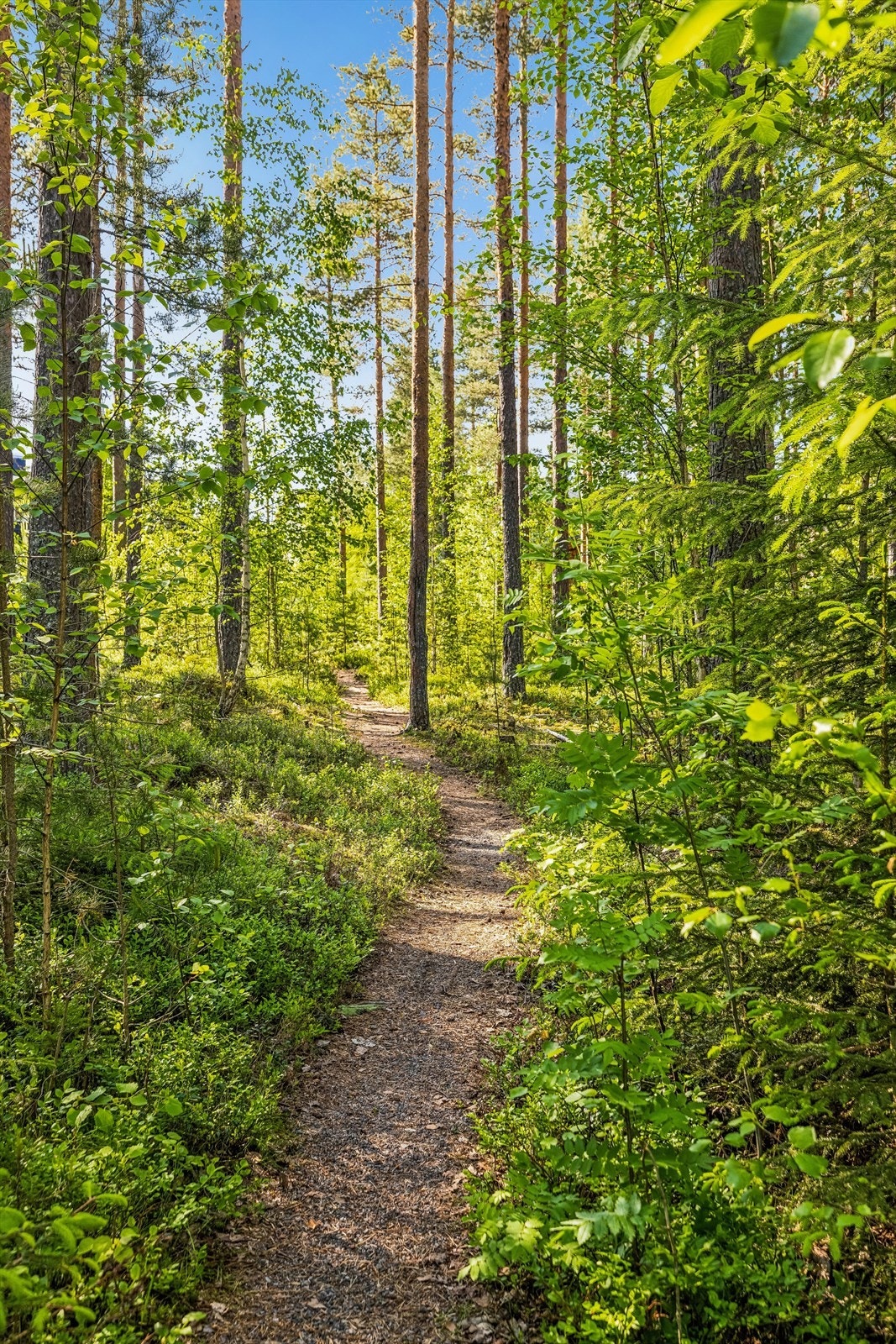 Med umiddelbar nærhet til skog og mark er det rike muligheter for friluftsliv, med turstier rett utenfor døren. Galleribilde