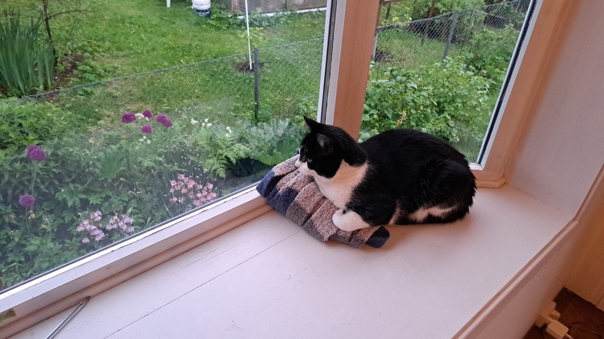 Katten Maui Konrad Galleribilde