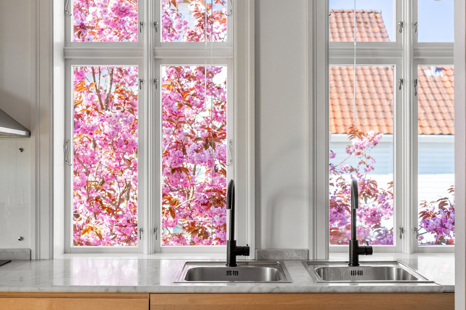 I mai måned blomstrer kirsebærtreet utenfor og byr på nydelige farger Galleribilde