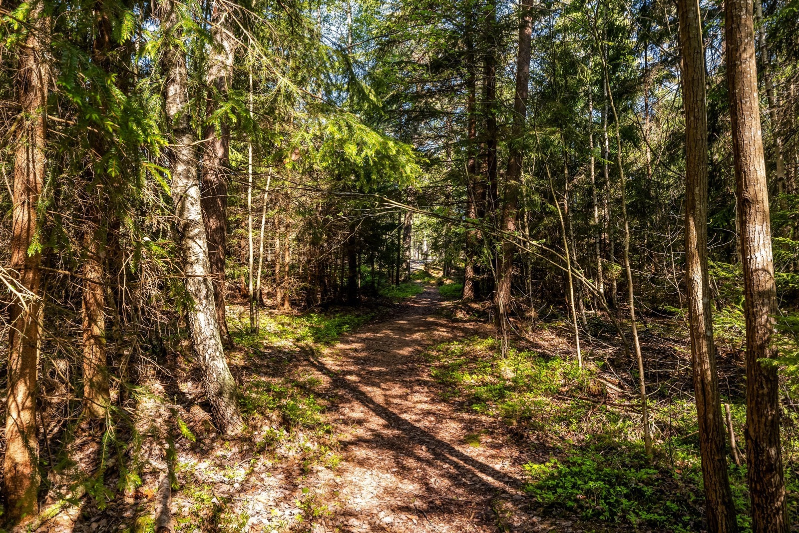Eiendommen har umiddelbar nærhet til skog og mark med gode turmuligheter. Galleribilde