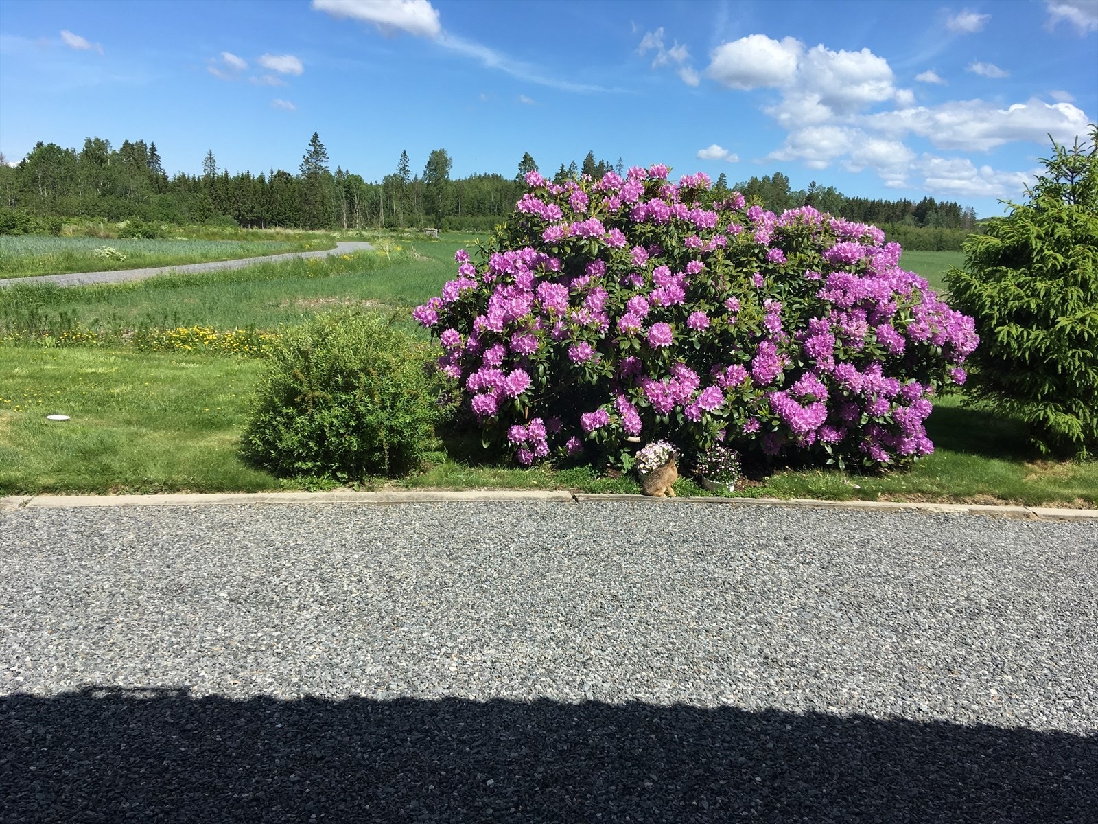 Tomten er delvis opparbeidet med plen og beplantning, og gir rom for uteområder. Galleribilde