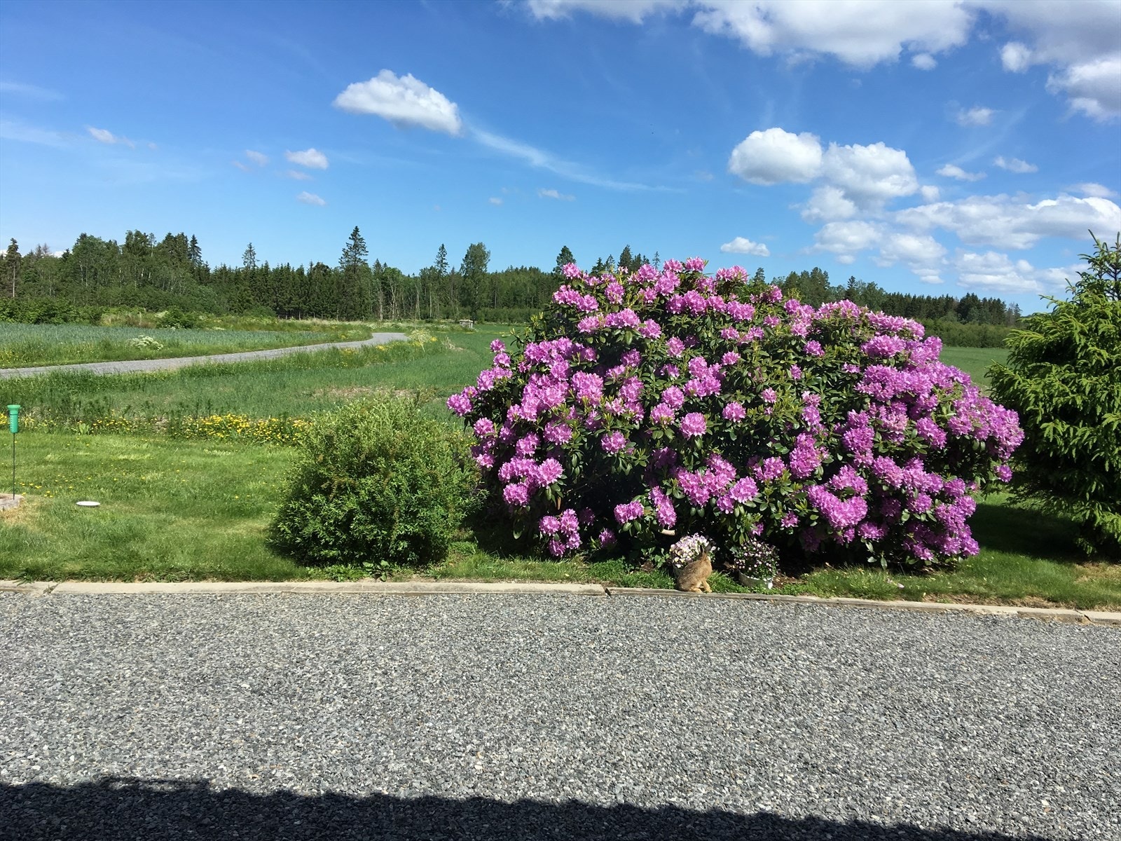 Harepus på besøk foran rododendron utenfor inngangsdøren. Galleribilde